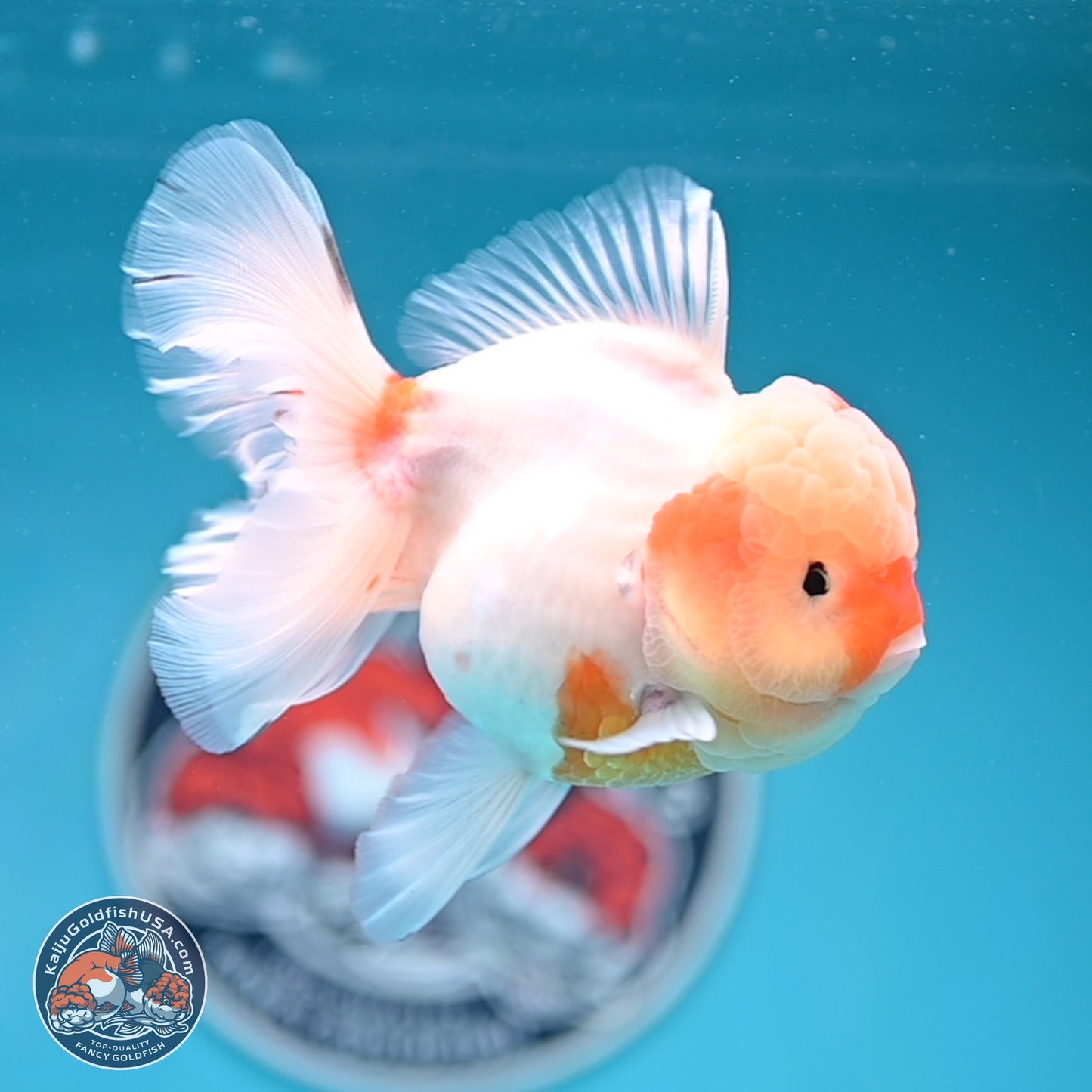 Sakura Rose Tail Oranda 3.5 inches Body - Female (250404_OR07)