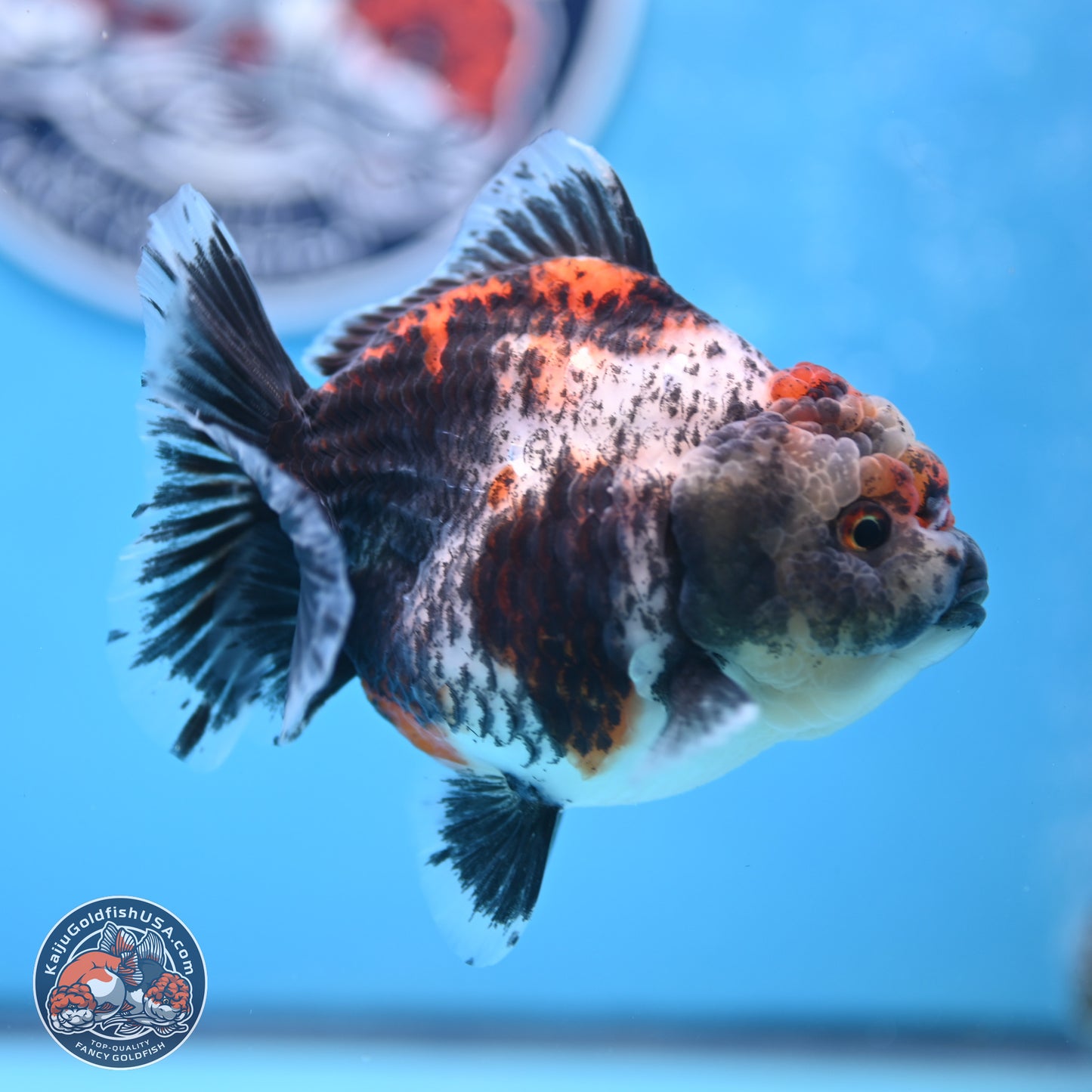 Shogun Calico Oranda 4 inches Body - Female (250207_OR07)