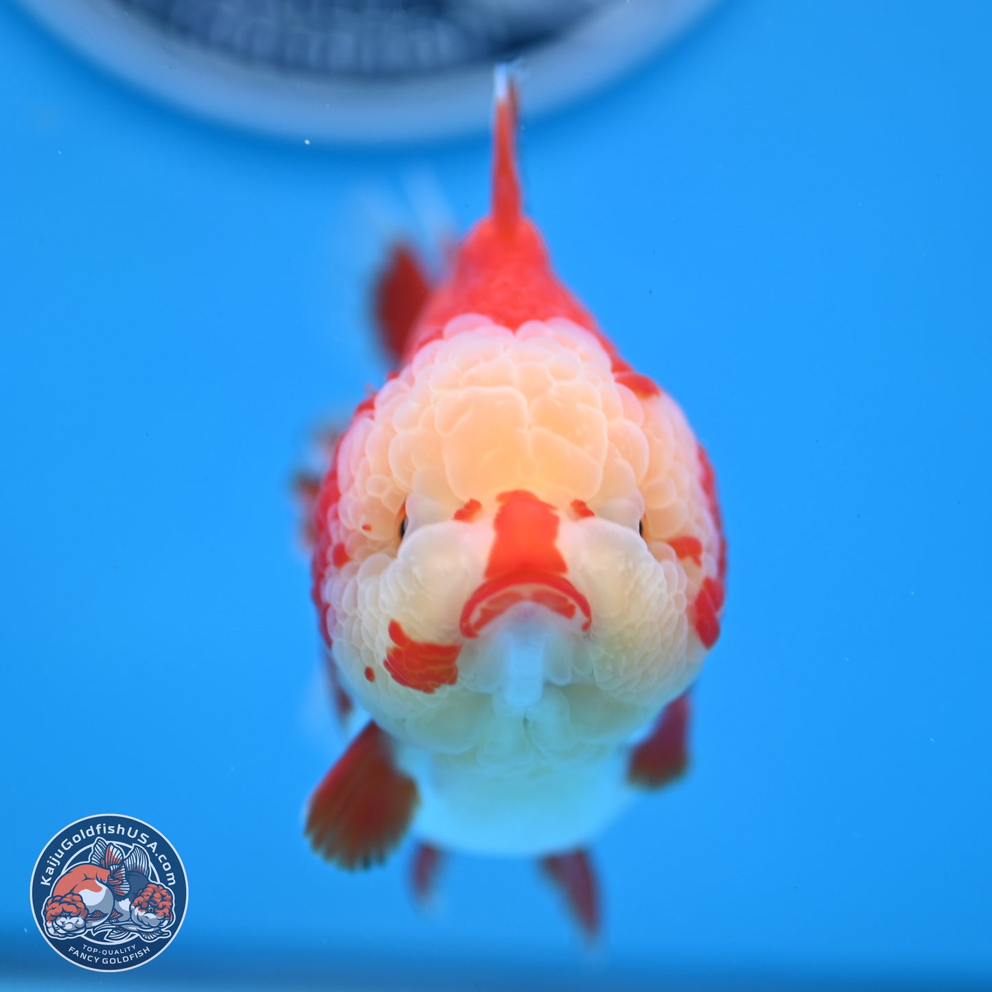 Jade Head Red White YuanBao Oranda 3.5 inches Body - Female (250214_OR07)