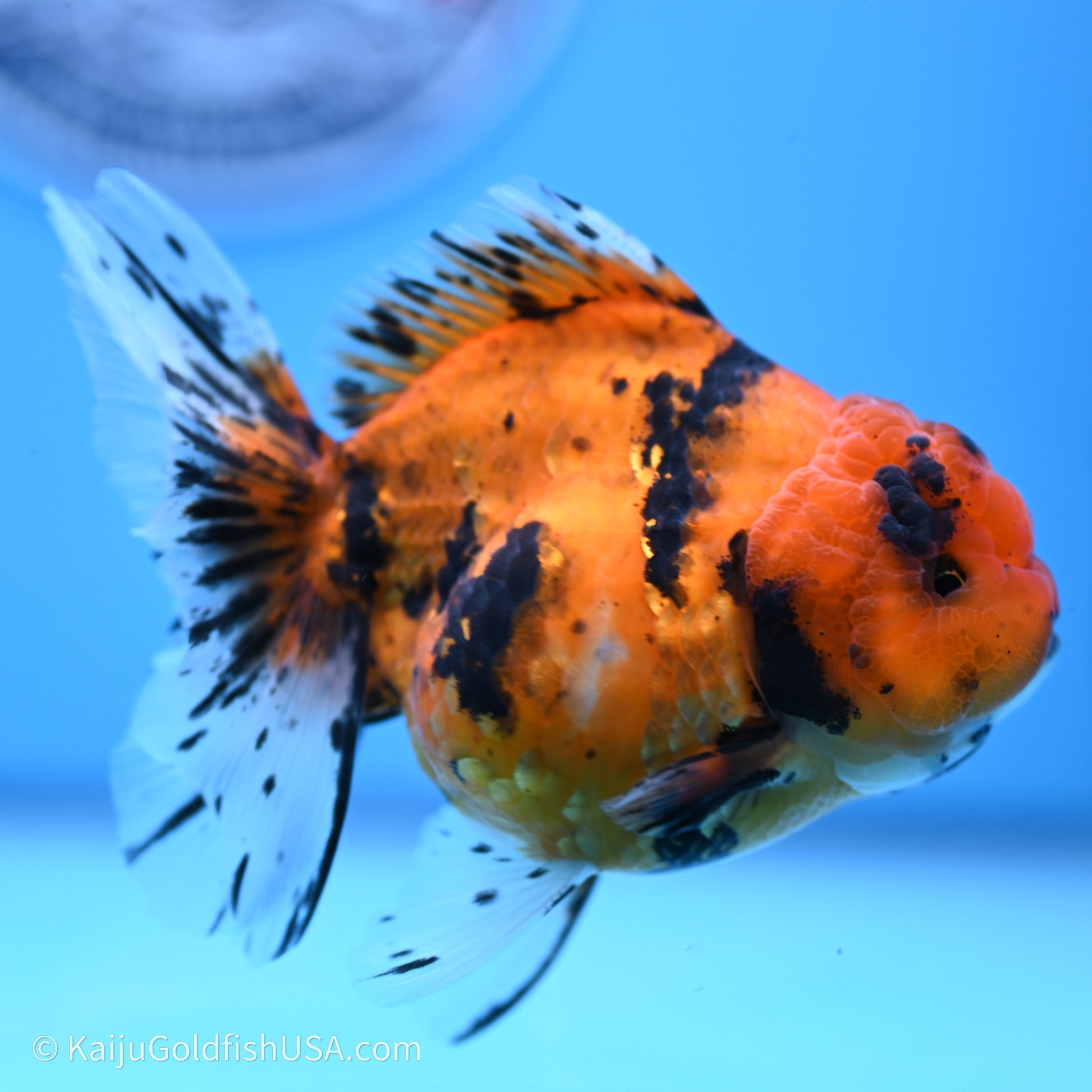 Shogun Godzilla Tiger Oranda 3.8in Body (240719_OR07) - Kaiju Goldfish USA