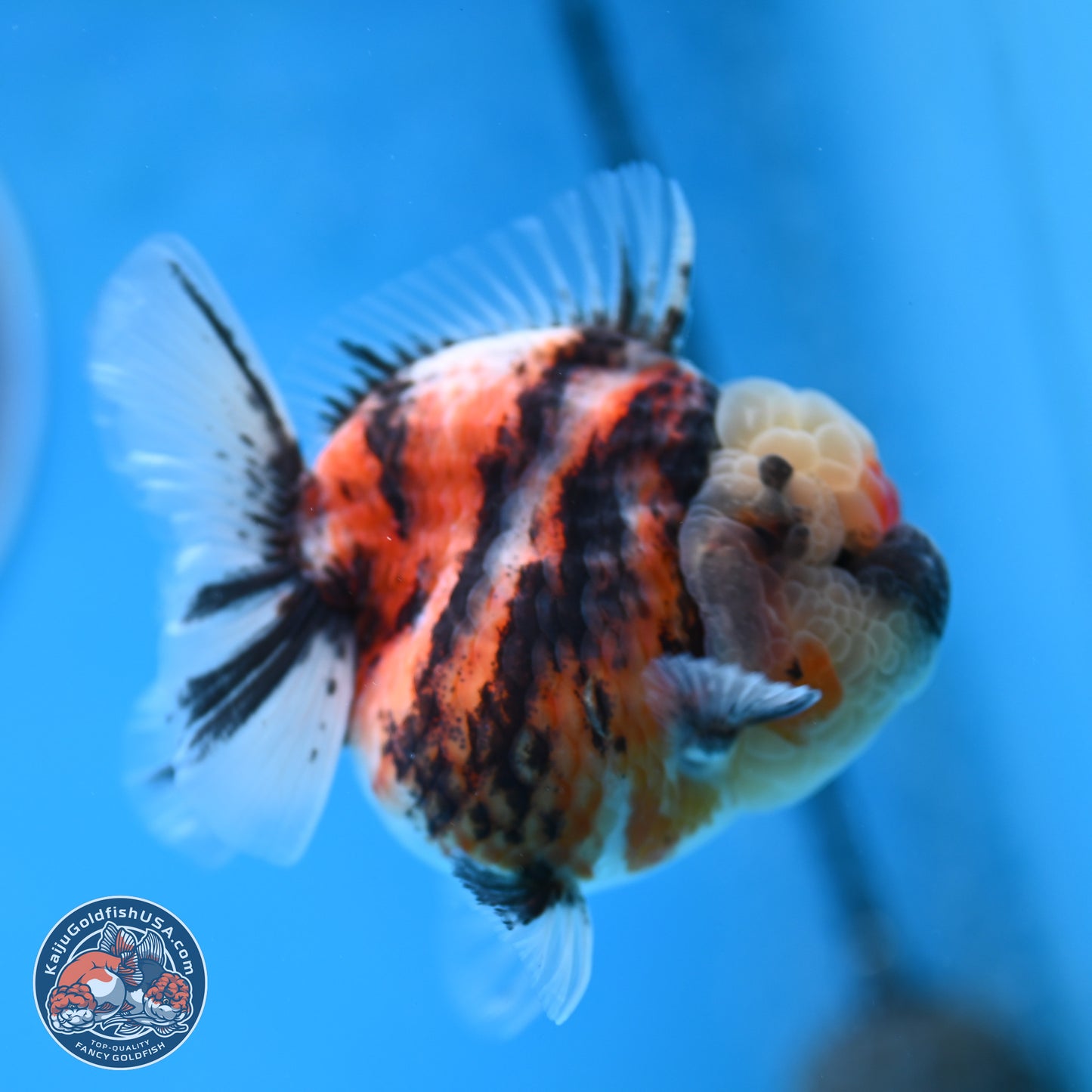Tricolor Tiger YuanBao Oranda 3.25 inches Body - Female (250314_OR07)