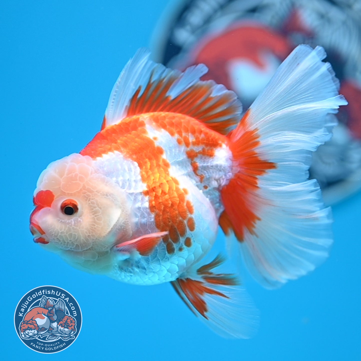 Red White Rose Tail Oranda 3.25 inches Body (250523_OR07)