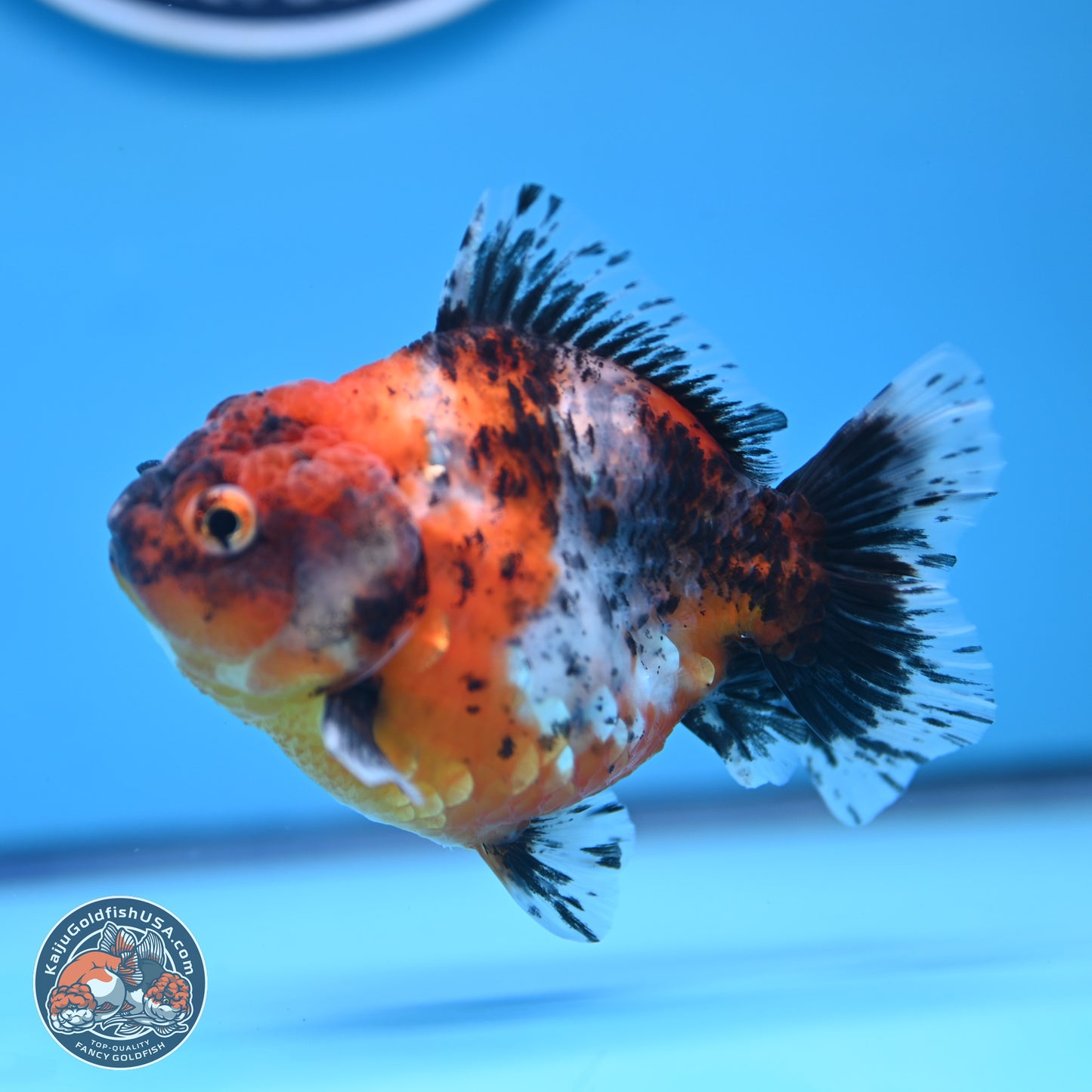 Shogun Calico Oranda 3.5-4.5 in (241011_OR07) - Kaiju Goldfish USA