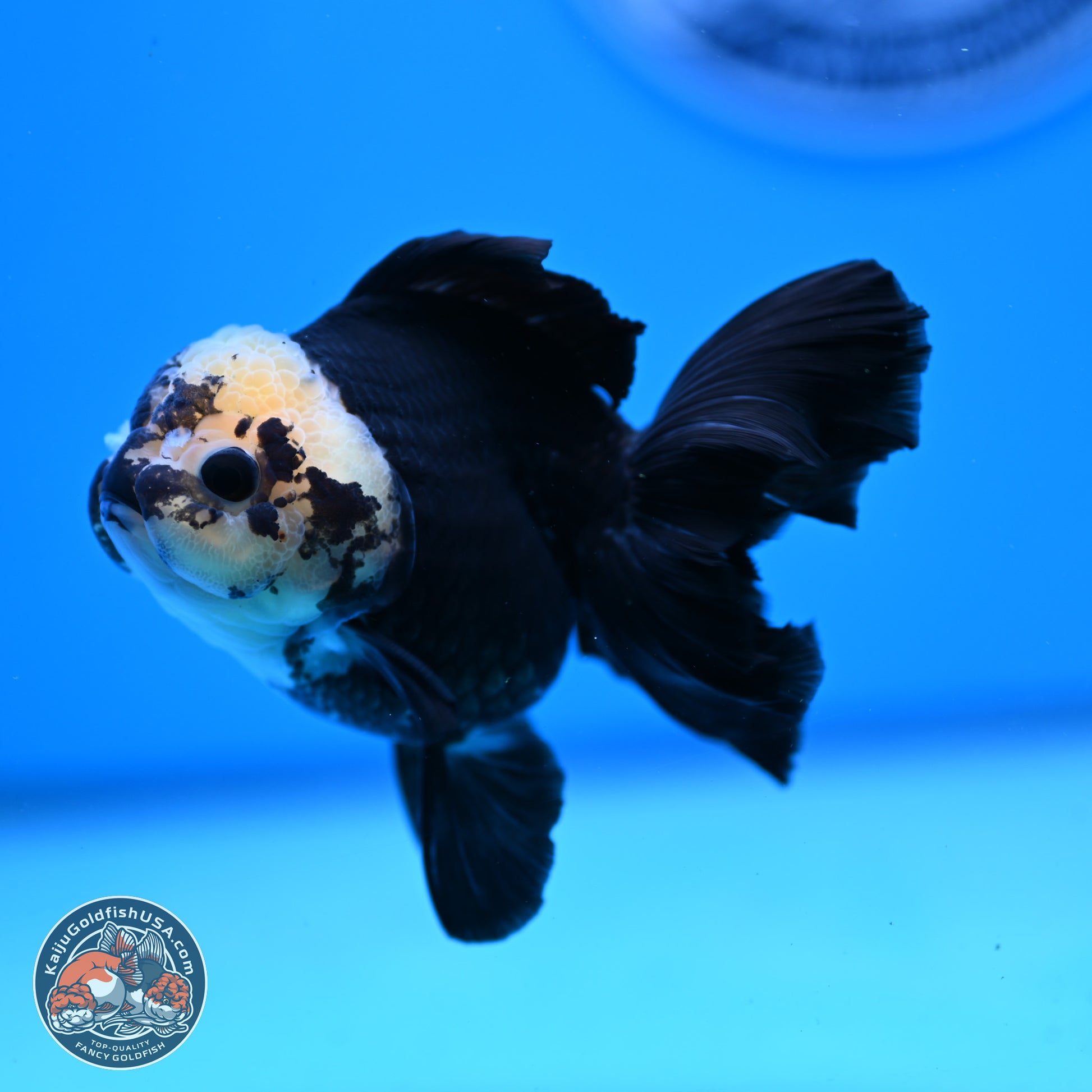 Panda Rose Tail Oranda 3.25in Body (240823_OR7) - Kaiju Goldfish USA