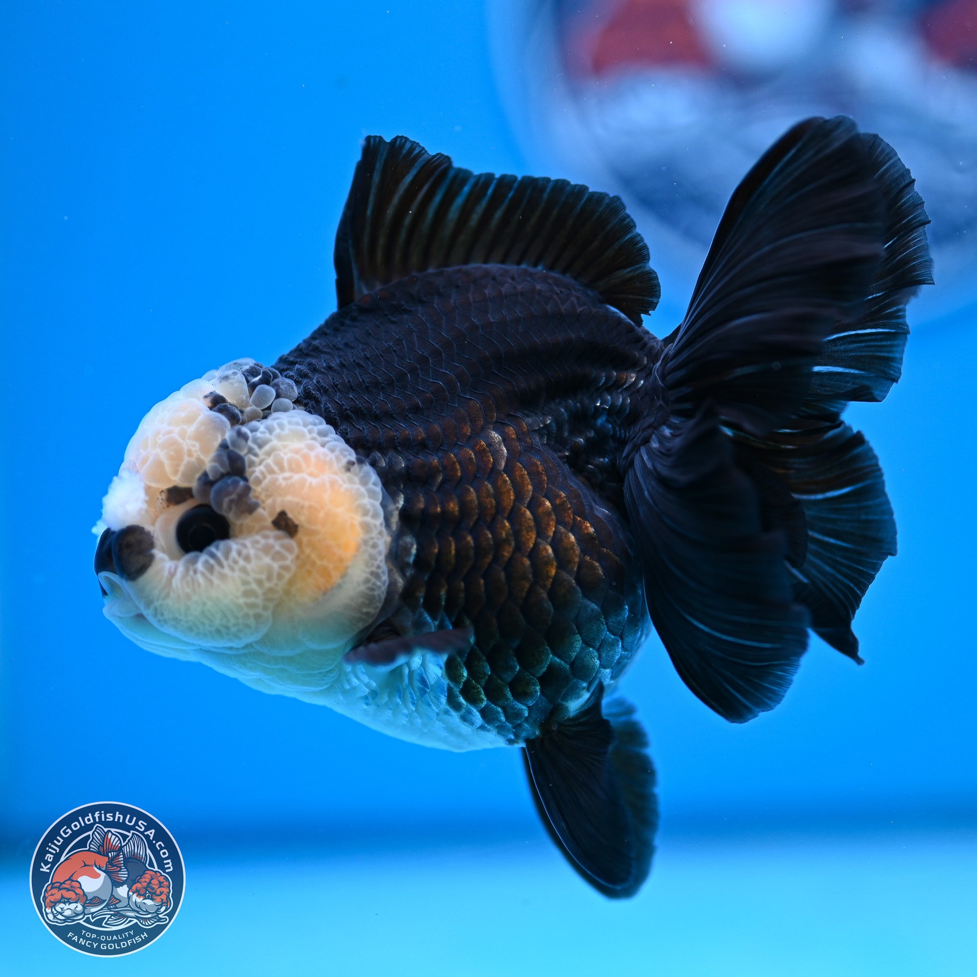 Panda Rose Tail Oranda 3.5in body (240809_OR07) - Kaiju Goldfish USA