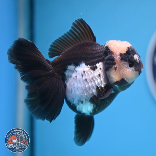 Panda Rose Tail Oranda 4.5 inches (241018_OR07)