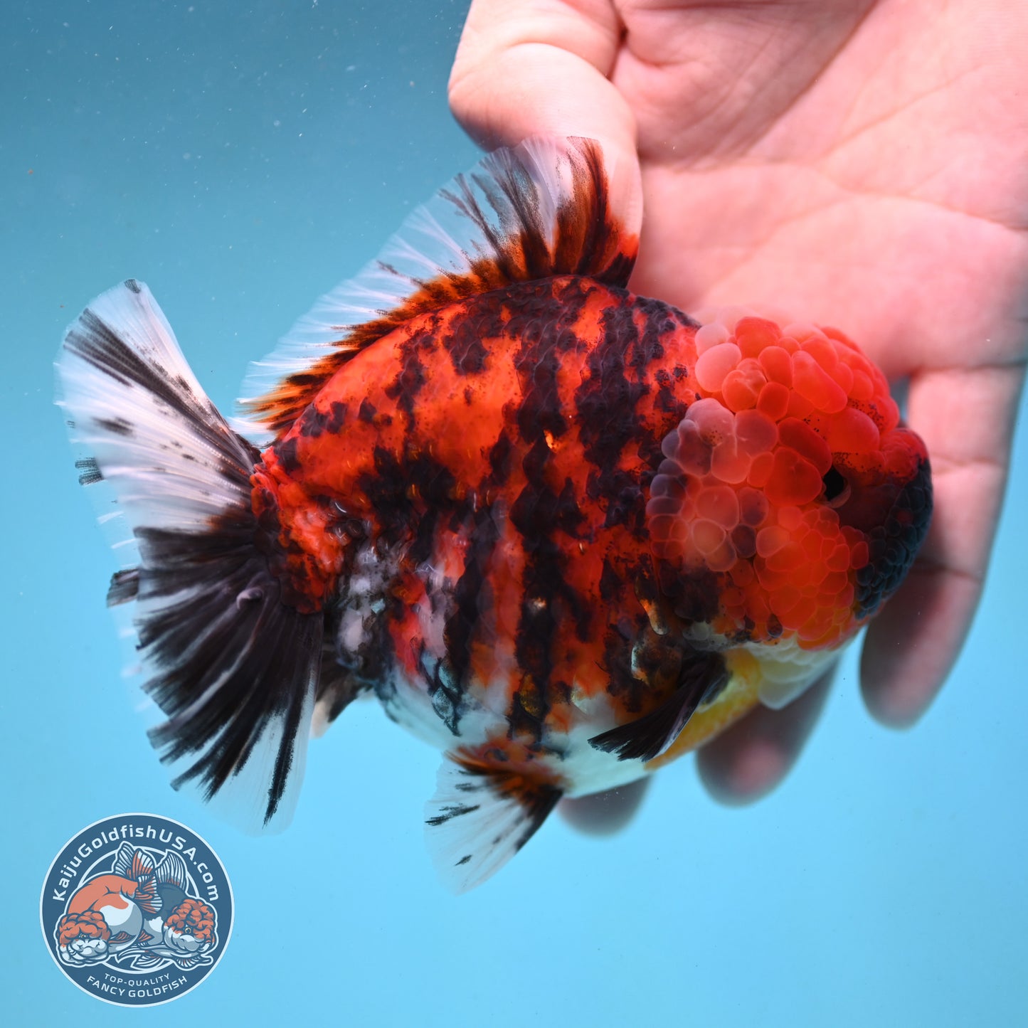 Tricolor Tiger Oranda 4 inch Body (251003_OR07)