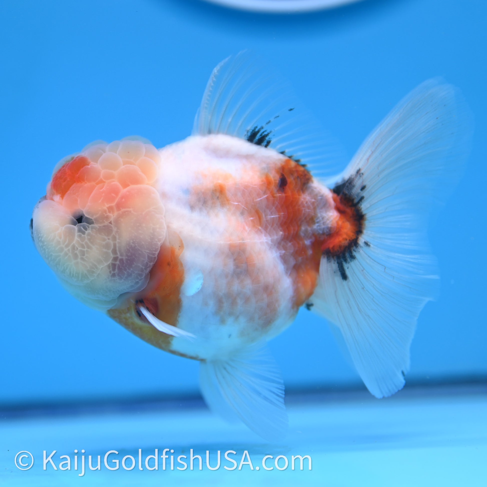 Shogun Godzilla Tricolor Sakura Oranda 3.5in Body (240726_OR07) - Kaiju Goldfish USA