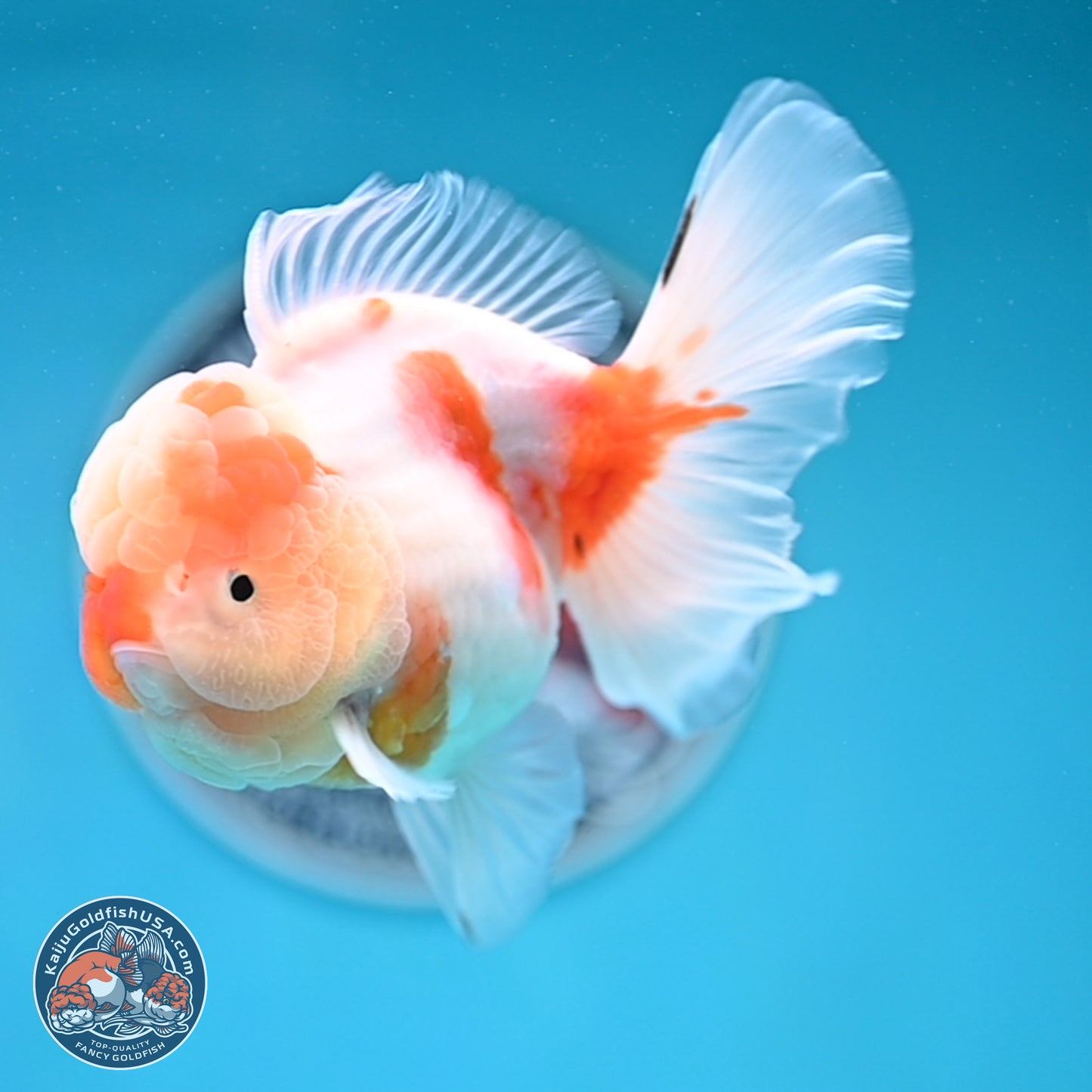 Sakura Rose Tail Oranda 3.5 inches Body - Female (250404_OR07)