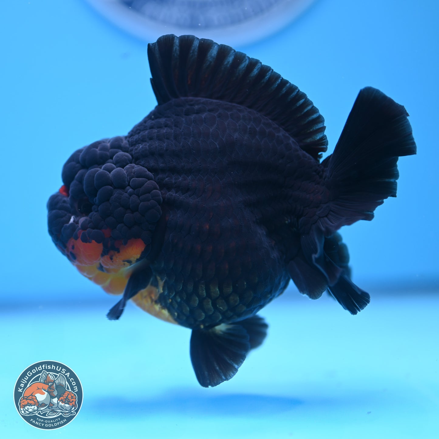 Apache YuanBao Oranda 5 inches (241025_OR07) - Kaiju Goldfish USA