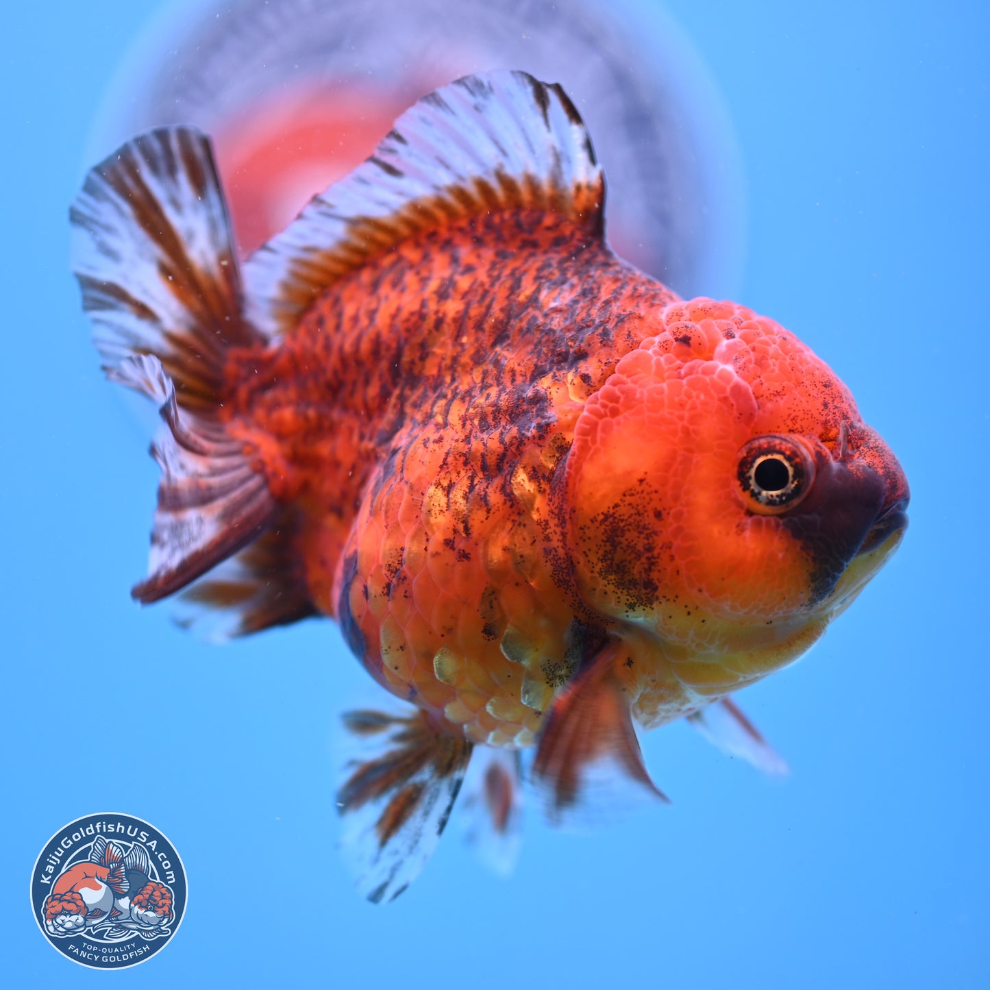 Tiger YuanBao Oranda 4 inches Body - Female (241206_OR07) - Kaiju Goldfish USA