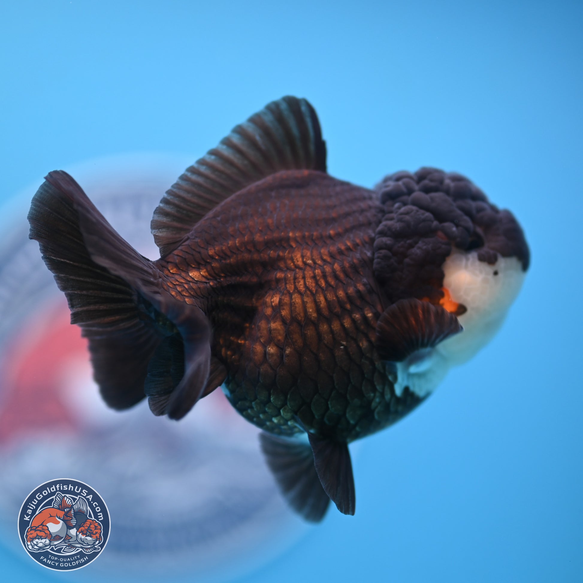 Panda Oranda 3.5-4 inches (240913_OR07) - Kaiju Goldfish USA