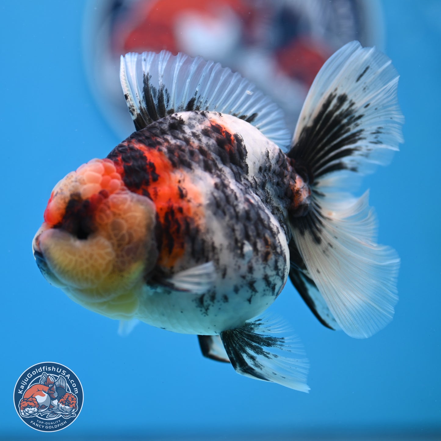 Tricolor Tiger RoseTail Oranda 3.5 inches Body - Female (250307_OR07)