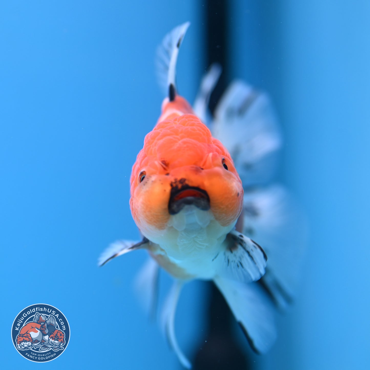 Shogun Tricolor Sakura Rose Tail Oranda 3.5in Body (240802_OR07) - Kaiju Goldfish USA