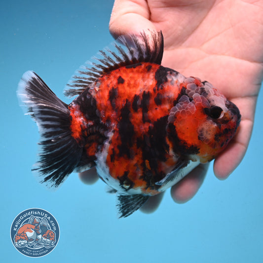 Tiger Oranda 4 inch Body (250912_OR07)