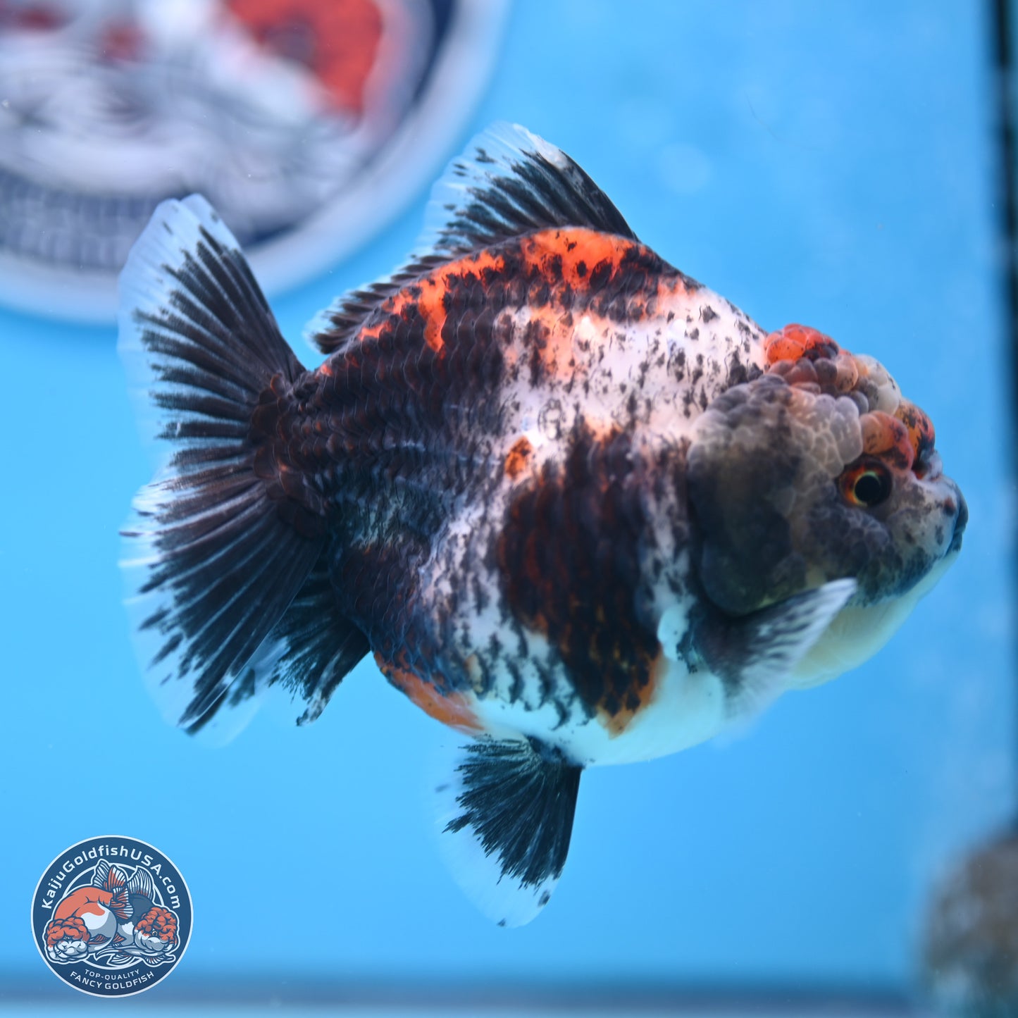 Shogun Calico Oranda 4 inches Body - Female (250207_OR07)