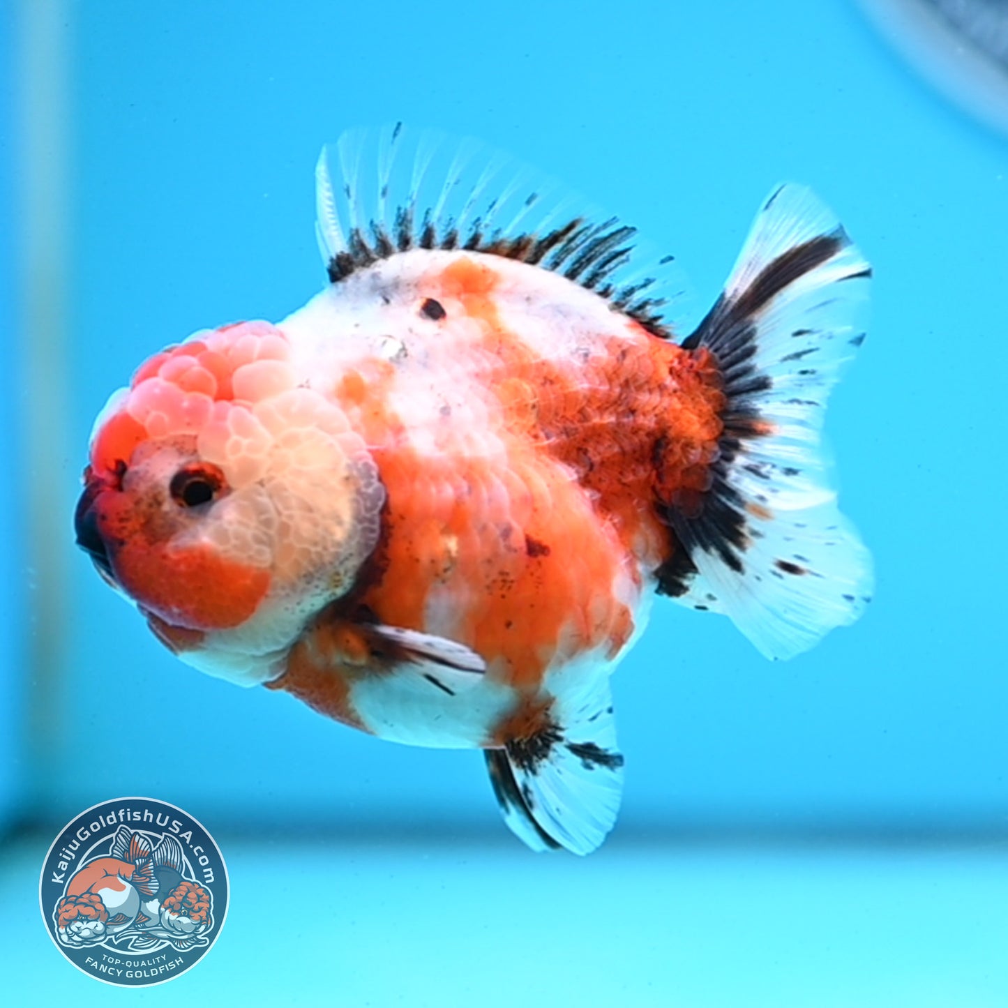 Shogun Tricolor Sakura Oranda 3.5 inches Body - Female (250418_OR07)