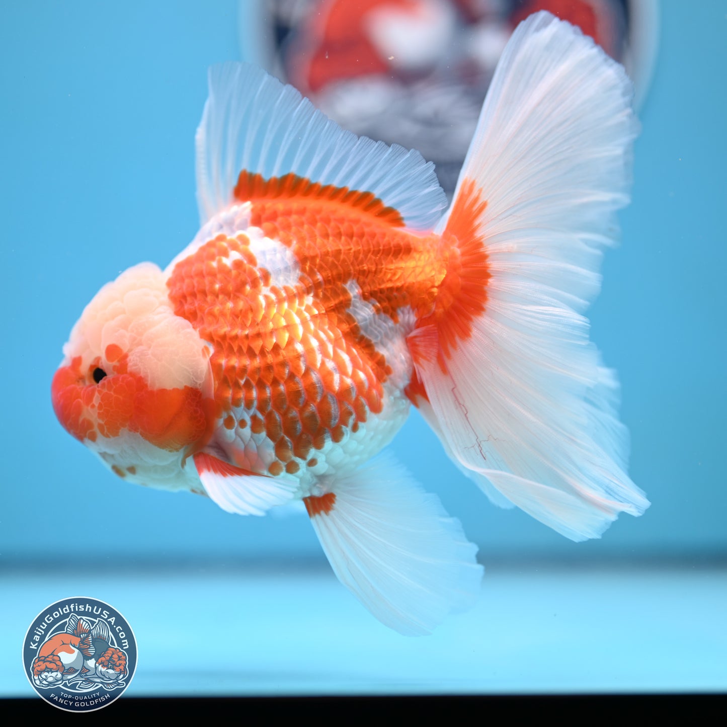 Jade Head Red White Rose Tail Oranda 4-6.5 inches (240906_OR07) - Kaiju Goldfish USA