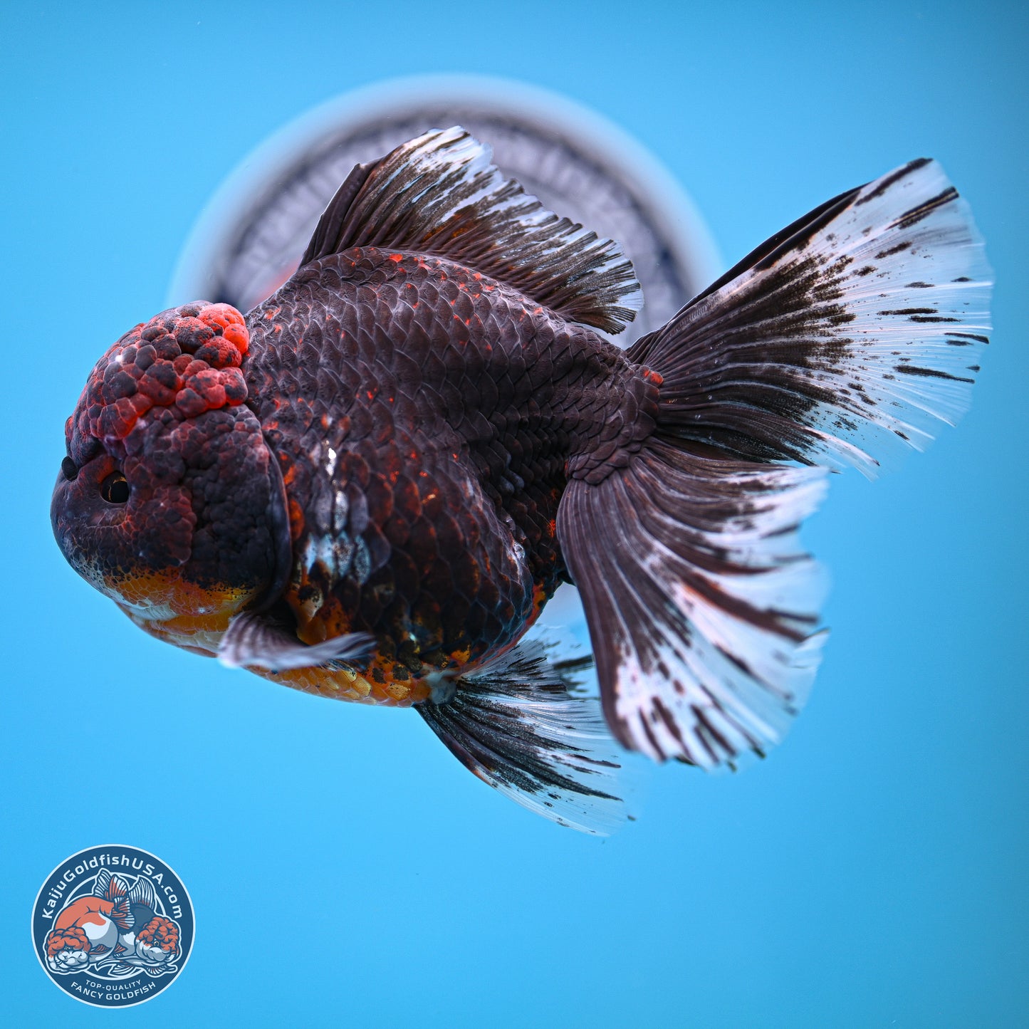 Kirin Rose Tail Oranda 4 inches Body - Female (241129_OR07) - Kaiju Goldfish USA