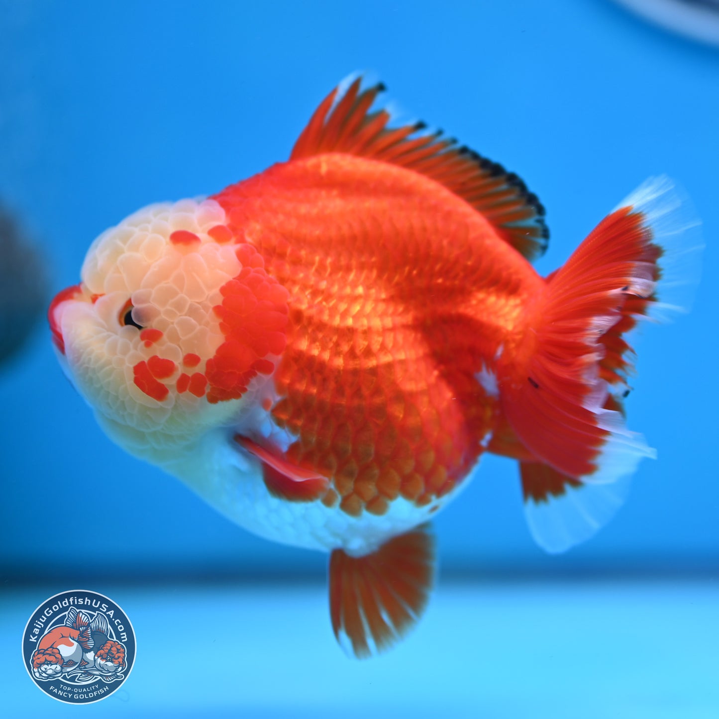 Jade Head Red White YuanBao Oranda 3.5 inches Body - Female (250214_OR07)