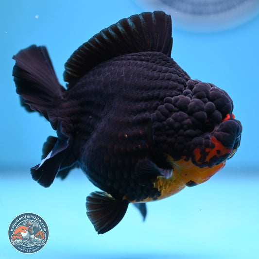 Apache YuanBao Oranda 5 inches (241025_OR07) - Kaiju Goldfish USA