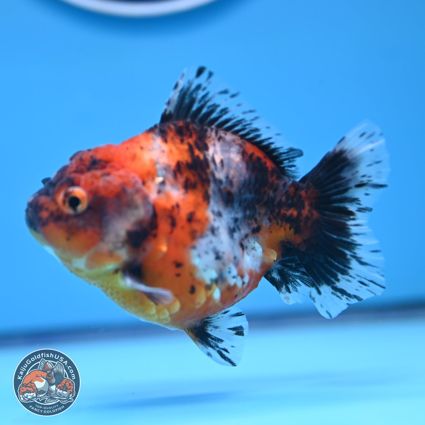 Shogun Calico Oranda 3.5-4.5 in (241011_OR07) - Kaiju Goldfish USA