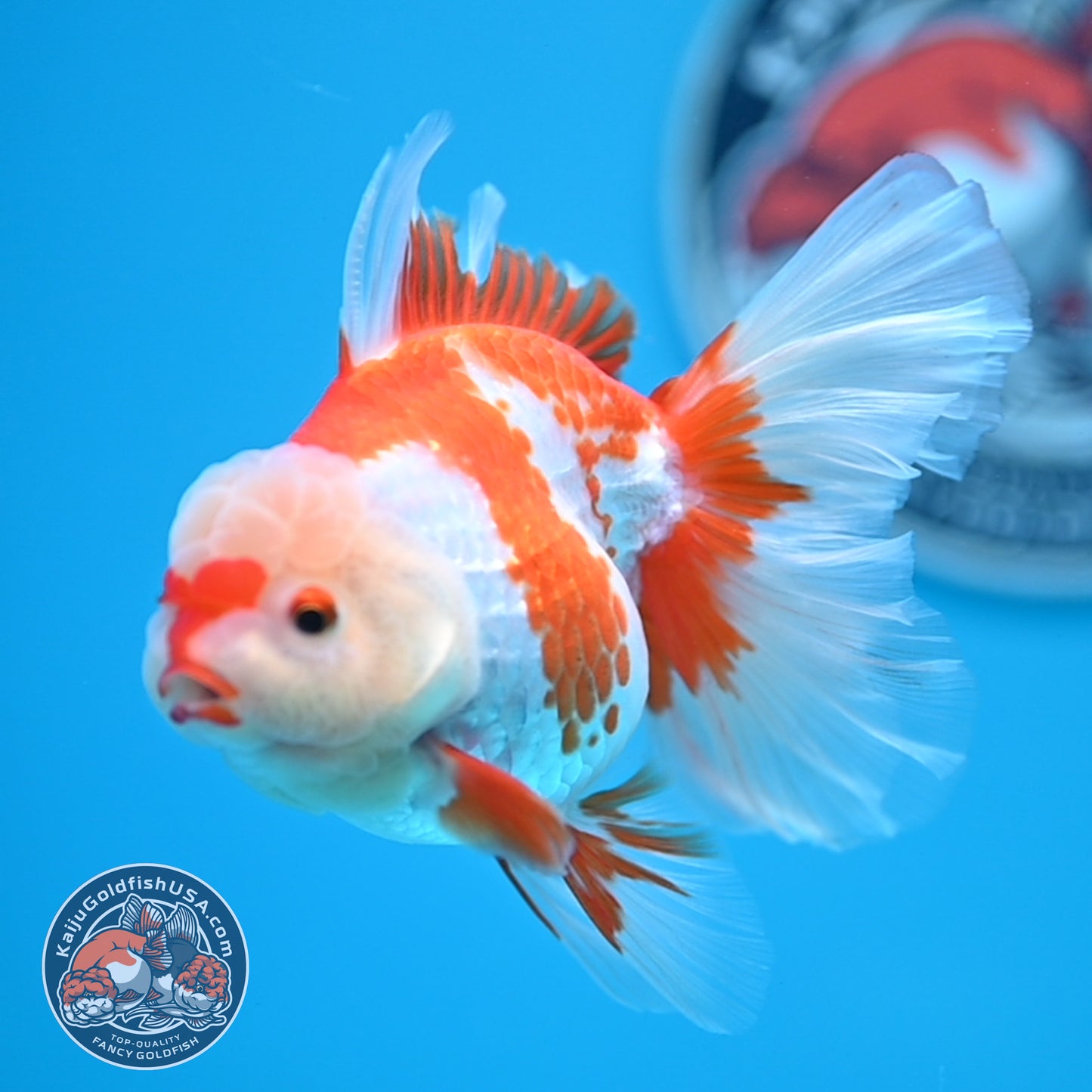 Red White Rose Tail Oranda 3.25 inches Body (250523_OR07)