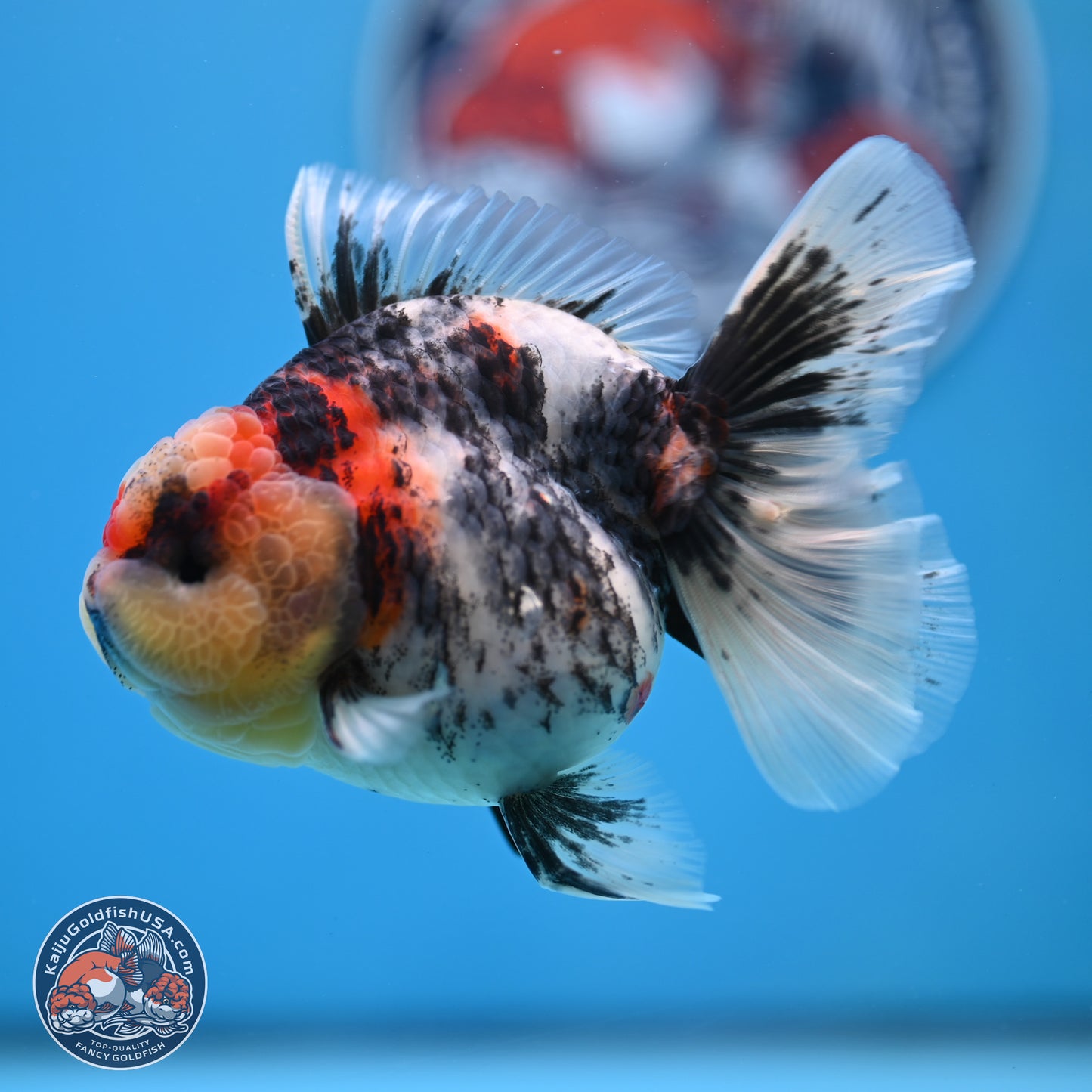 Tricolor Tiger RoseTail Oranda 3.5 inches Body - Female (250307_OR07)