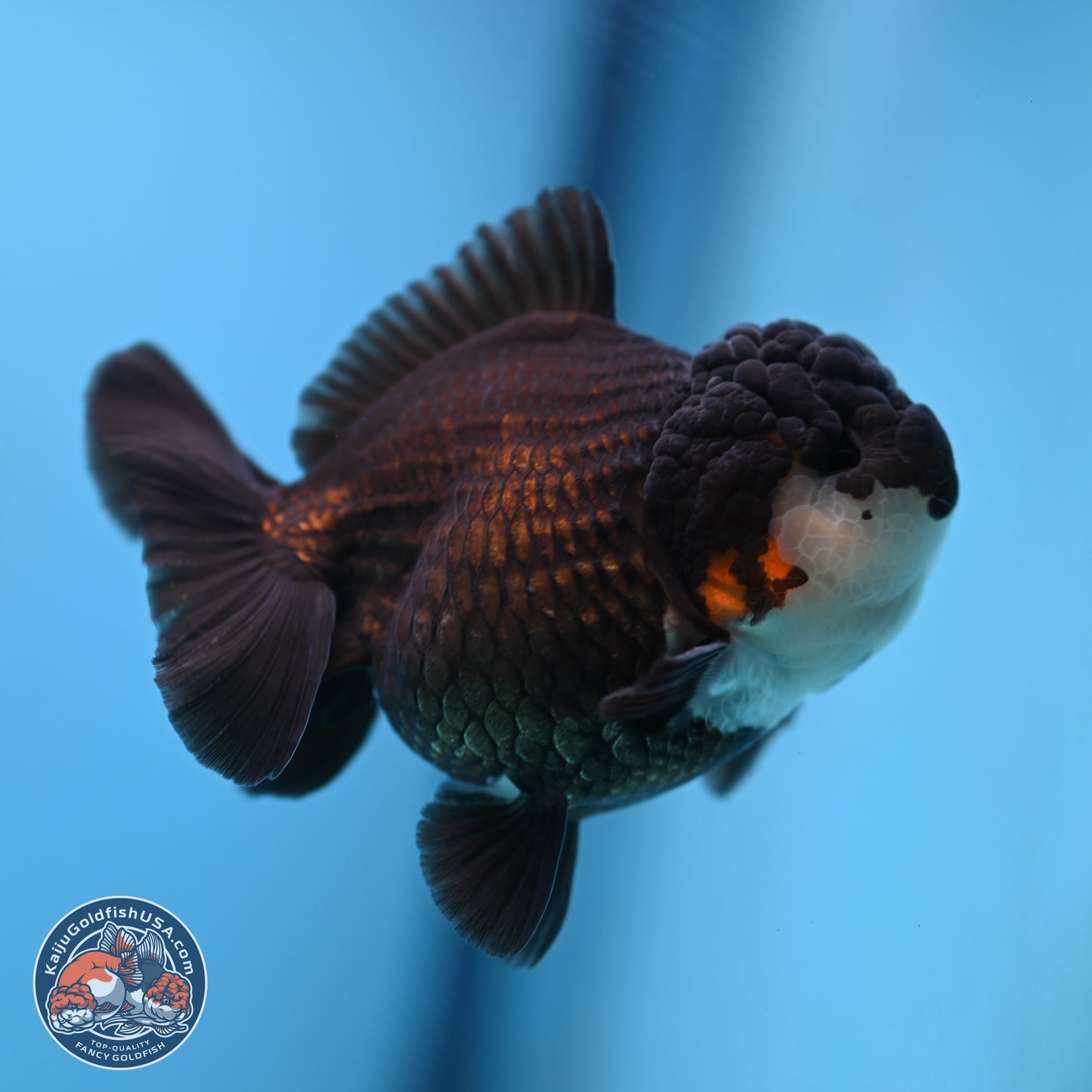 Panda Oranda 3.5-4 inches (240913_OR07) - Kaiju Goldfish USA