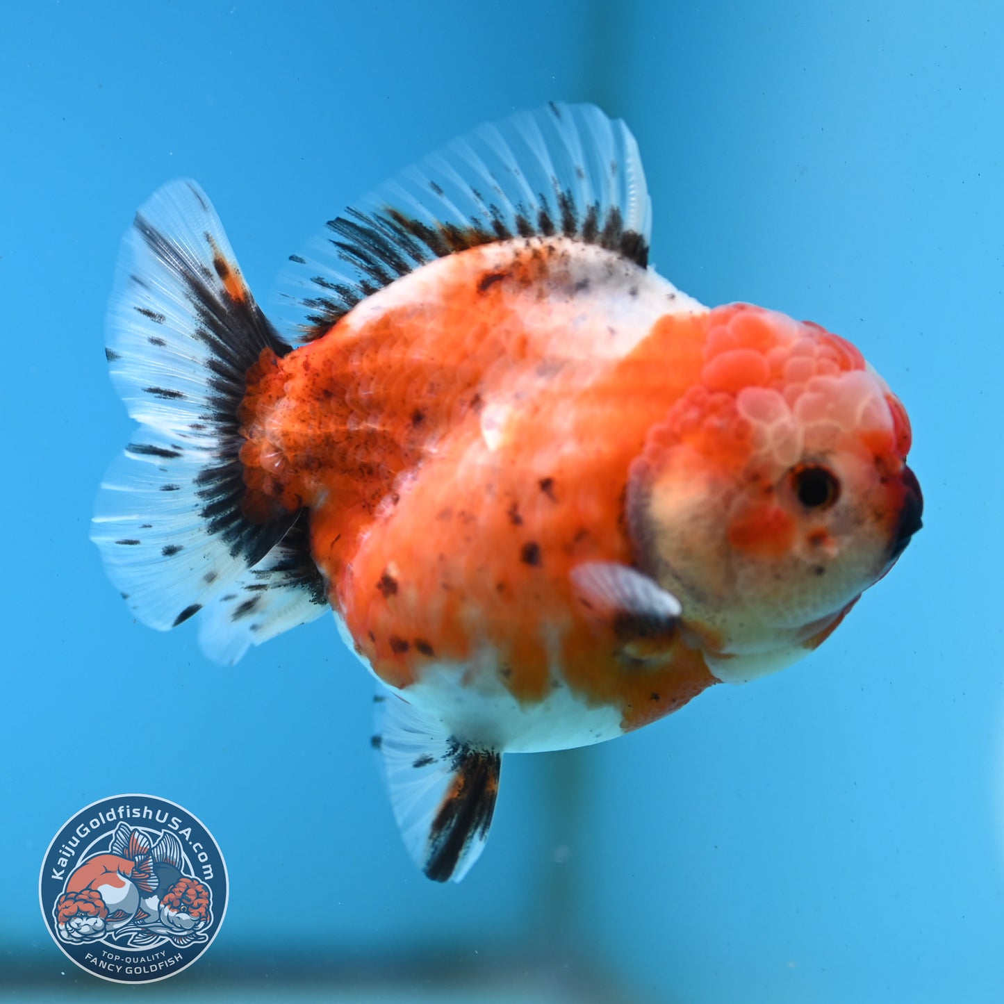Shogun Tricolor Sakura Oranda 3.5 inches Body - Female (250418_OR07)