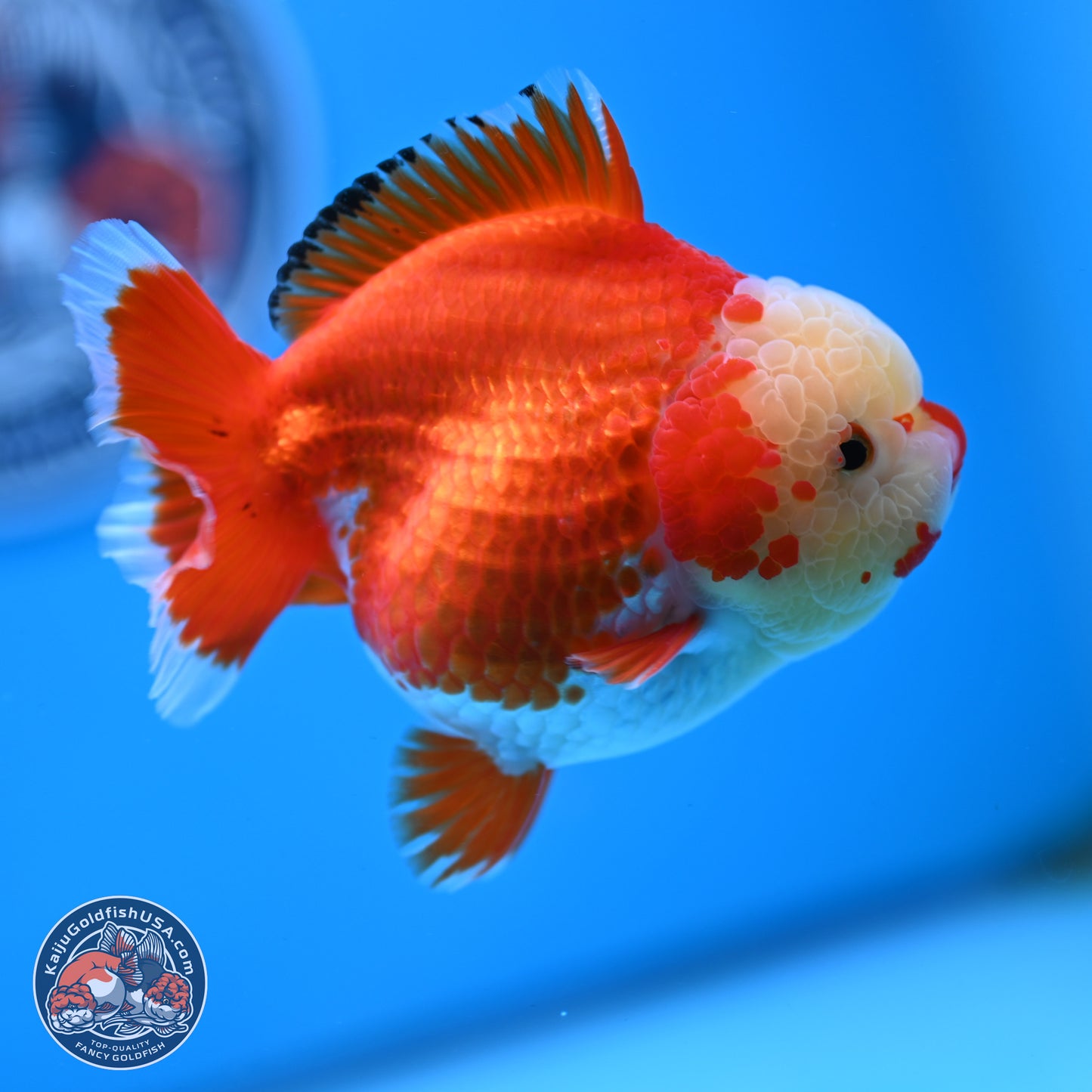 Jade Head Red White YuanBao Oranda 3.5 inches Body - Female (250214_OR07)