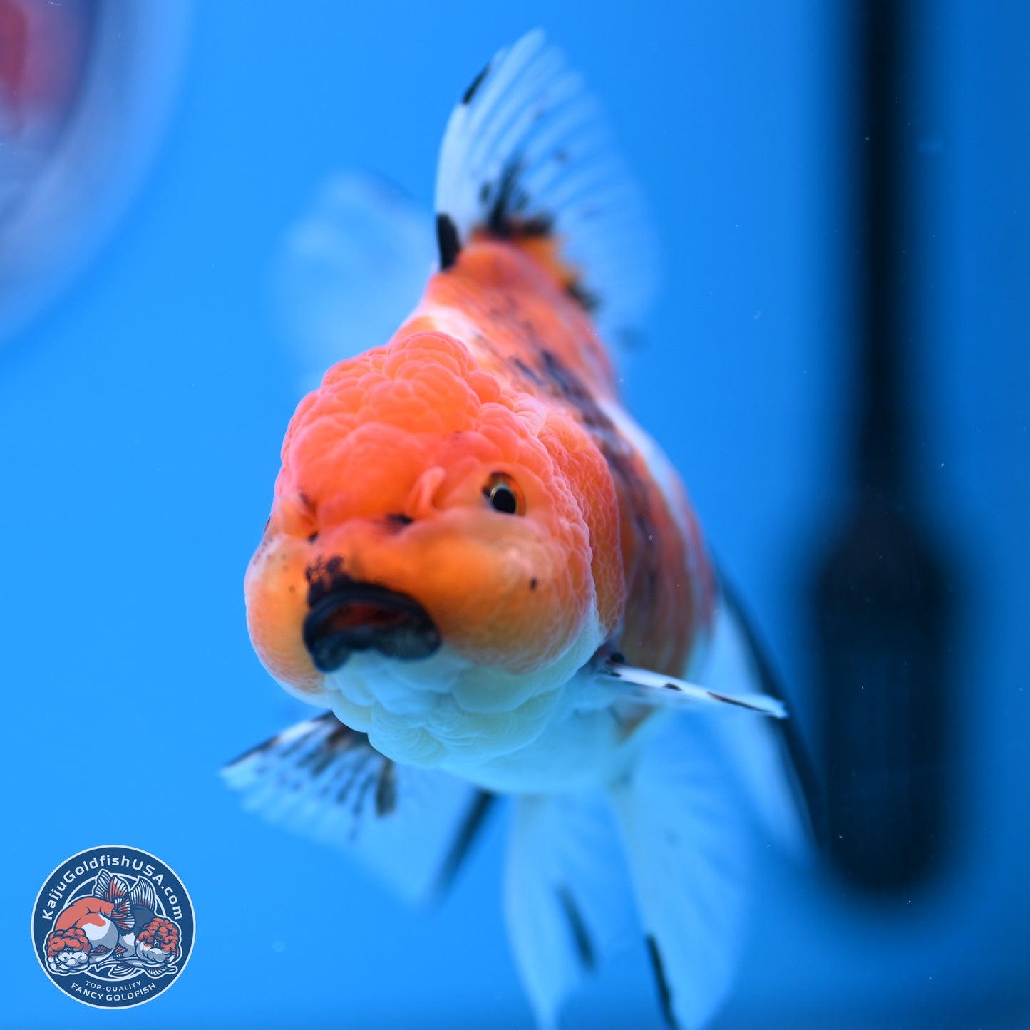 Shogun Tricolor Sakura Rose Tail Oranda 3.5in Body (240802_OR07) - Kaiju Goldfish USA