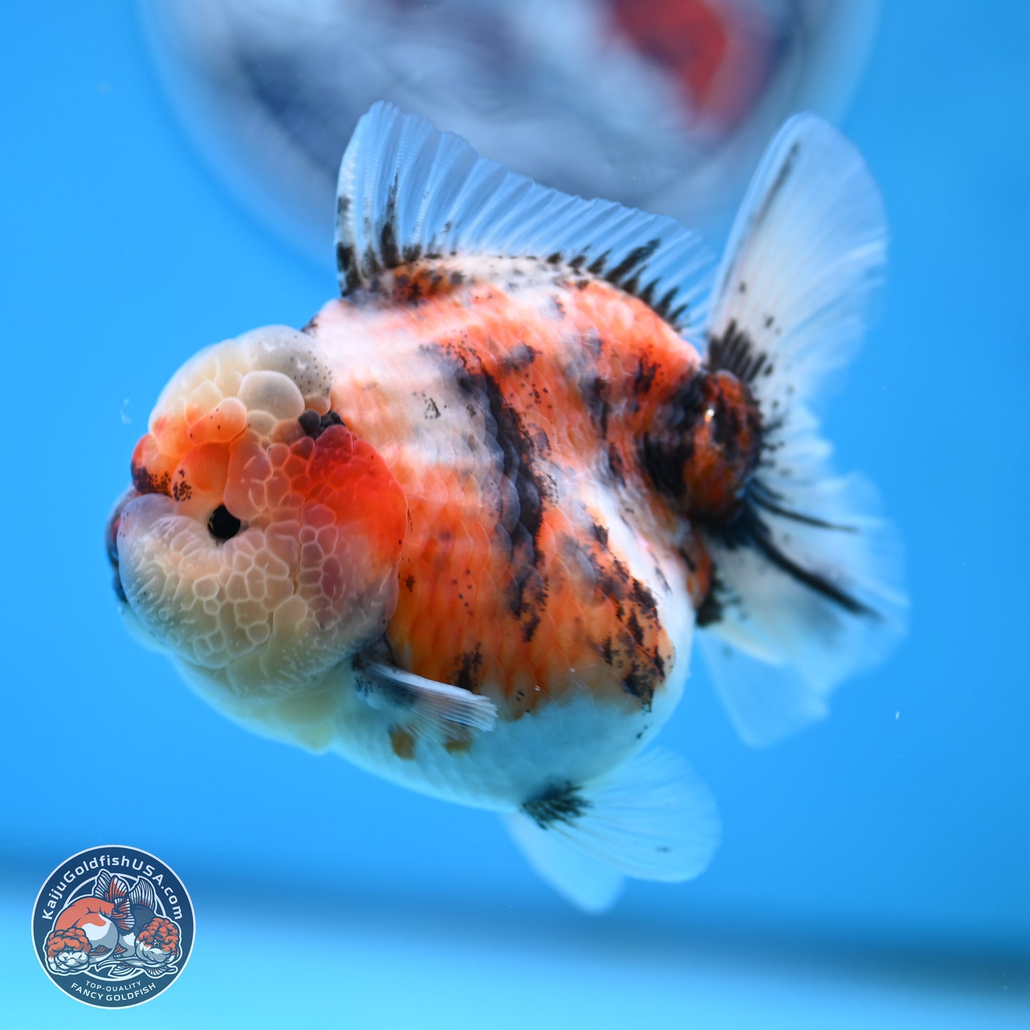 Tricolor Tiger YuanBao Oranda 3.25 inches Body - Female (250314_OR07)