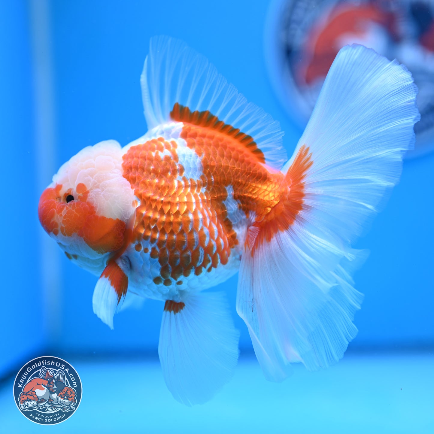 Jade Head Red White Rose Tail Oranda 4-6.5 inches (240906_OR07) - Kaiju Goldfish USA