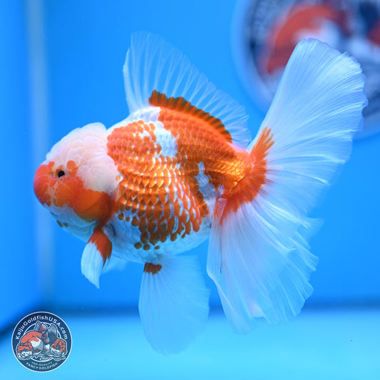 Jade Head Red White Rose Tail Oranda 4-6.5 inches (240906_OR07) - Kaiju Goldfish USA