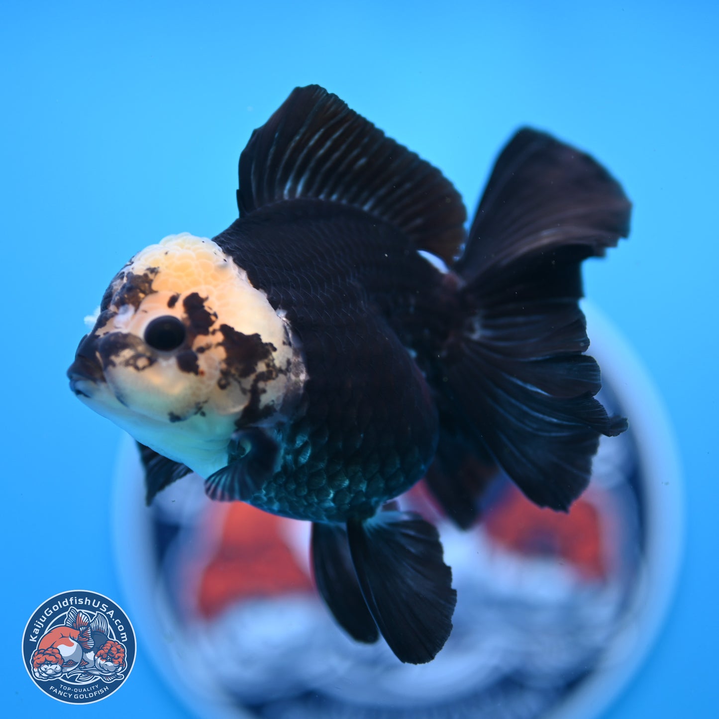 Panda Rose Tail Oranda 3.25in Body (240823_OR7) - Kaiju Goldfish USA