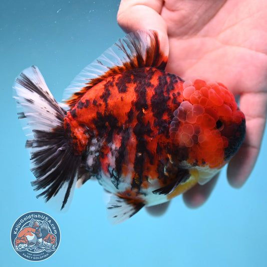 Tricolor Tiger Oranda 4 inch Body (251003_OR07)