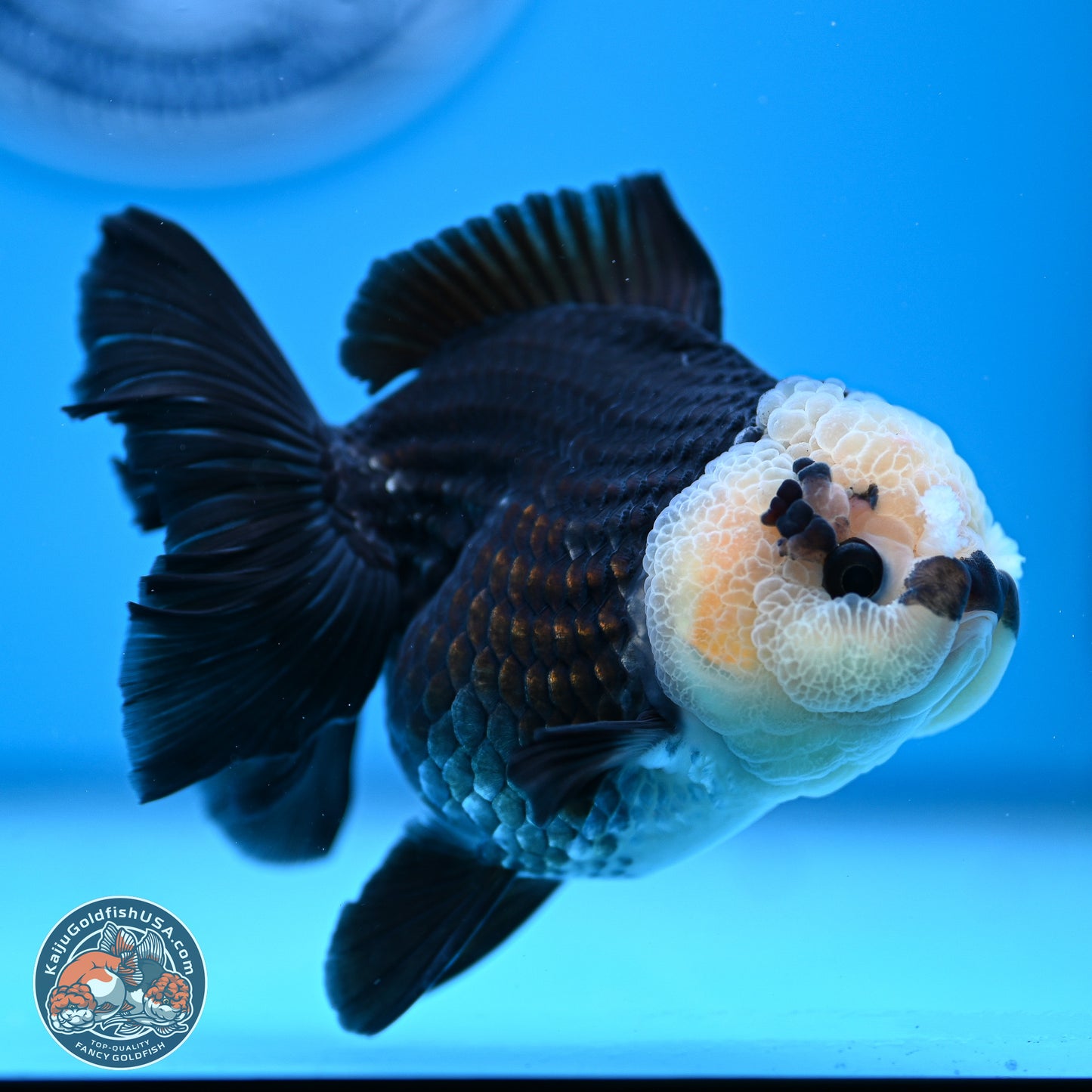 Panda Rose Tail Oranda 3.5in body (240809_OR07) - Kaiju Goldfish USA