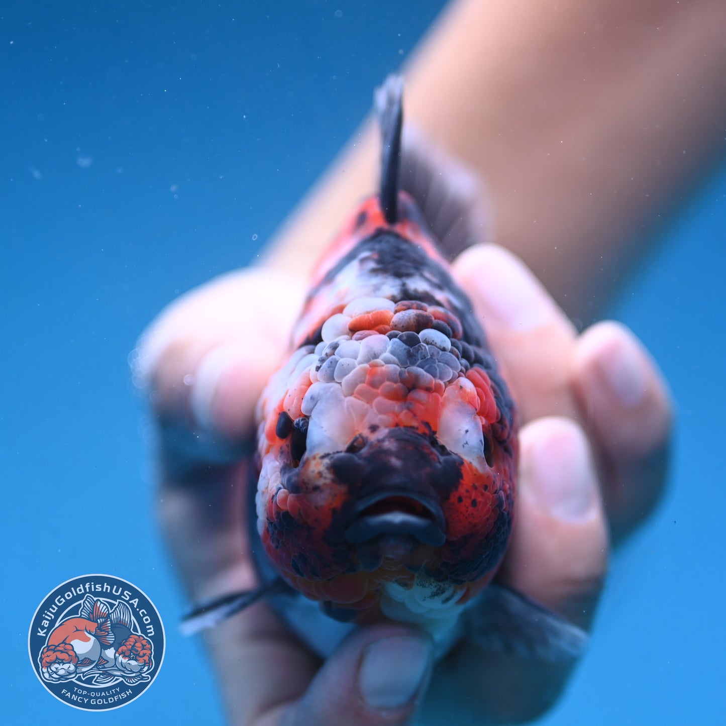 Tiger Oranda 4 inch Body (250912_OR07)