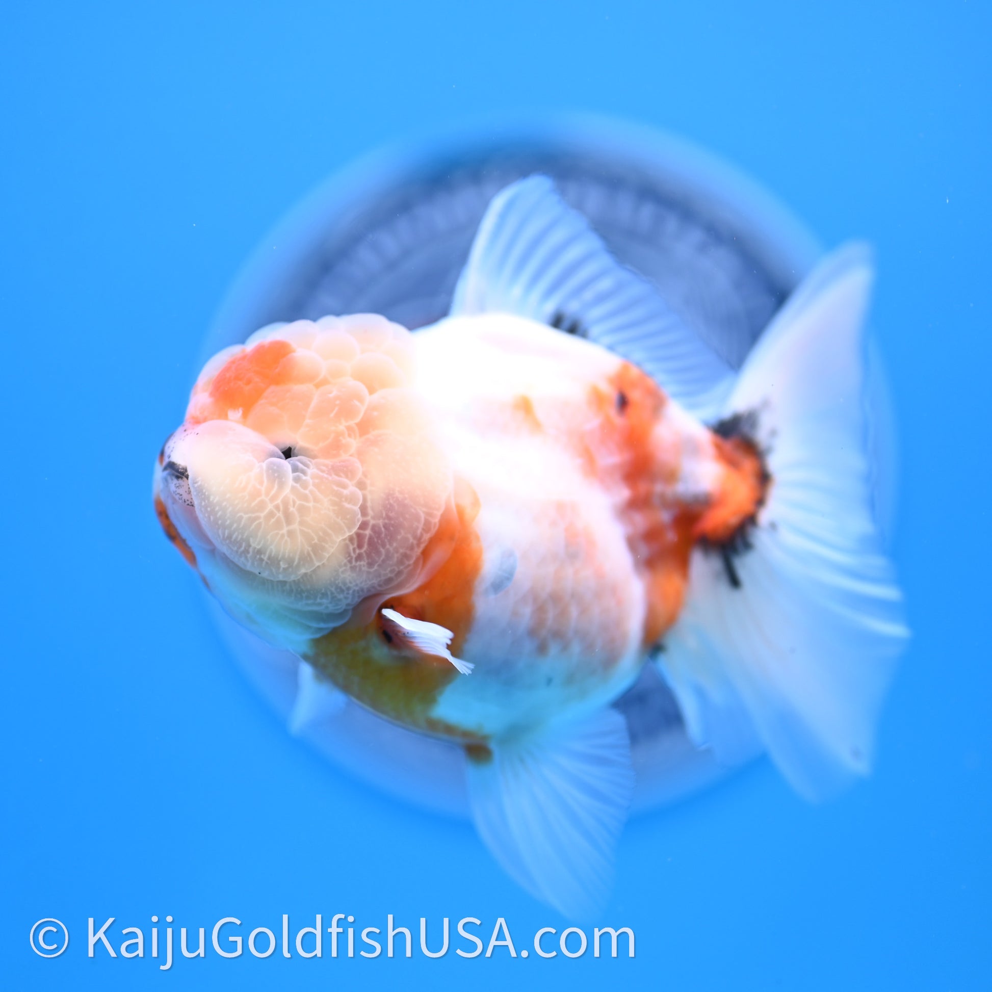 Shogun Godzilla Tricolor Sakura Oranda 3.5in Body (240726_OR07) - Kaiju Goldfish USA