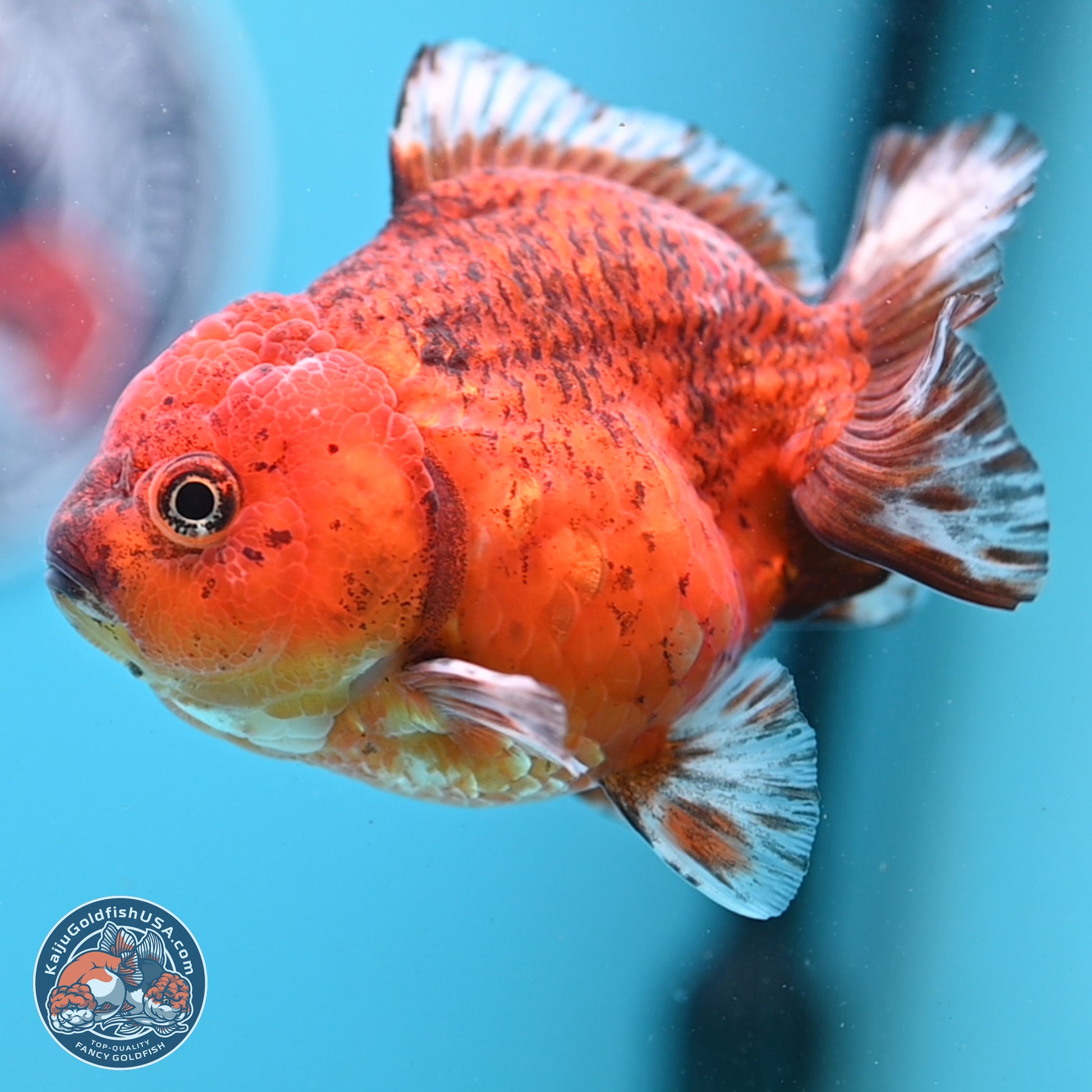 Tiger YuanBao Oranda 4 inches Body - Female (241206_OR07) - Kaiju Goldfish USA
