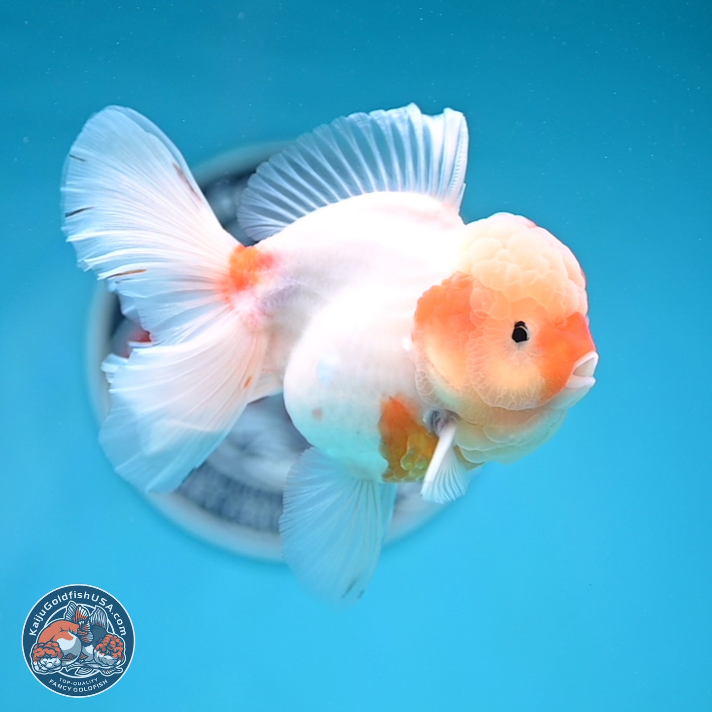 Sakura Rose Tail Oranda 3.5 inches Body - Female (250404_OR07)