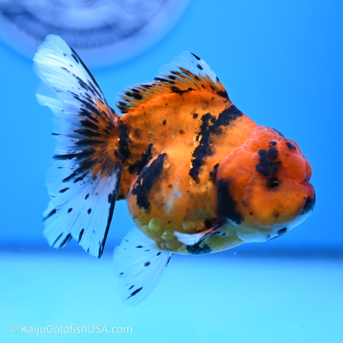 Shogun Godzilla Tiger Oranda 3.8in Body (240719_OR07) - Kaiju Goldfish USA