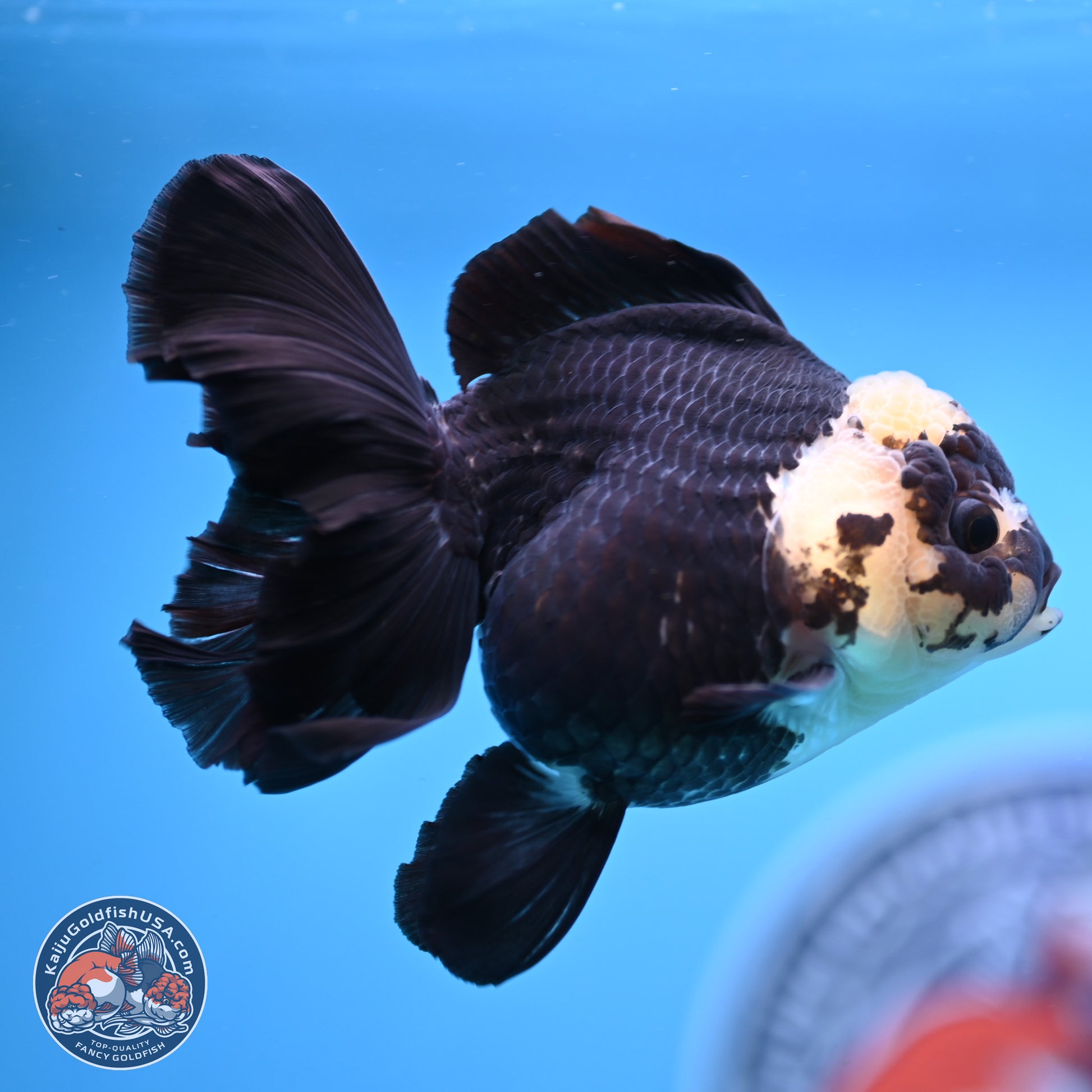 Panda Rose Tail Oranda 3.25in Body (240823_OR7) - Kaiju Goldfish USA