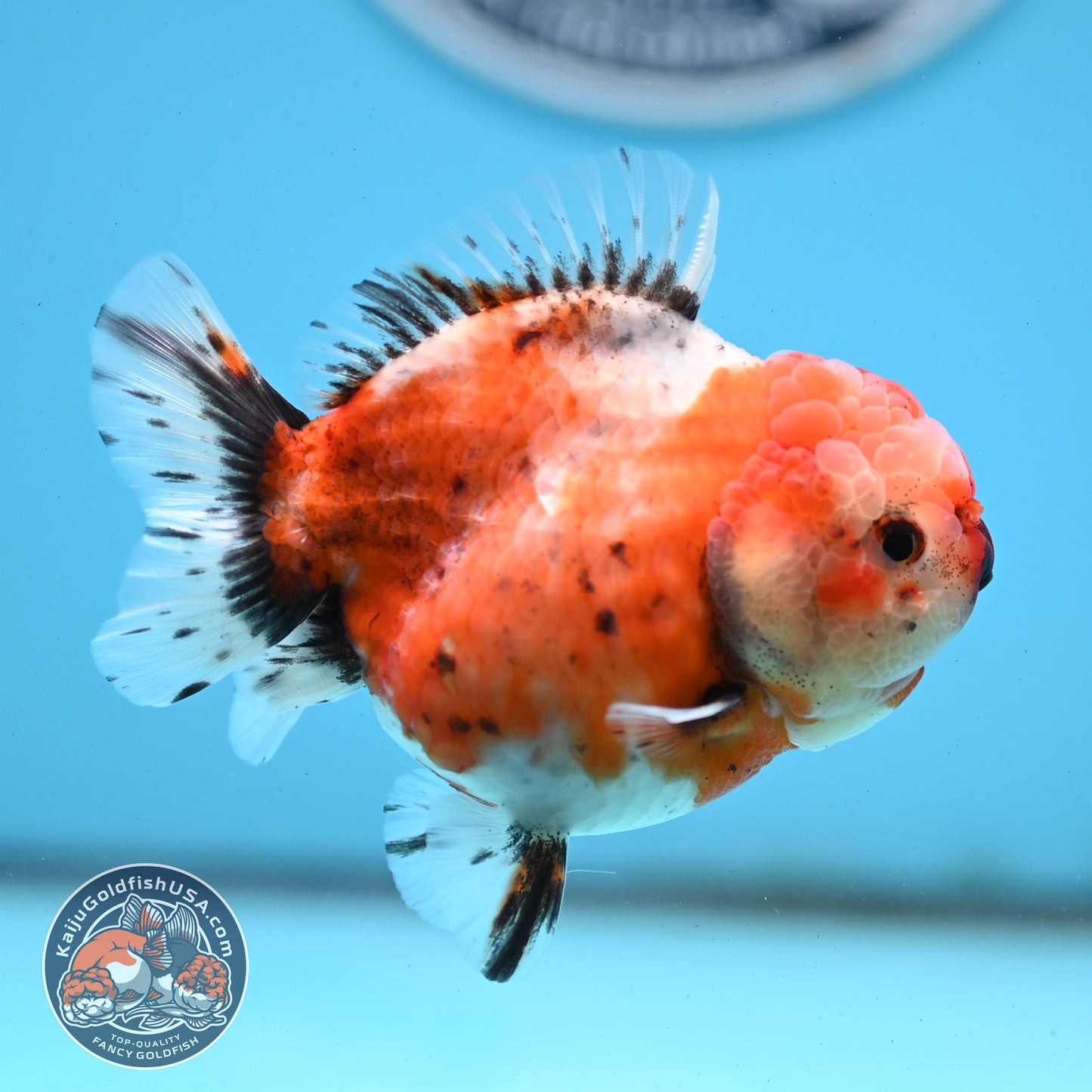 Shogun Tricolor Sakura Oranda 3.5 inches Body - Female (250418_OR07)