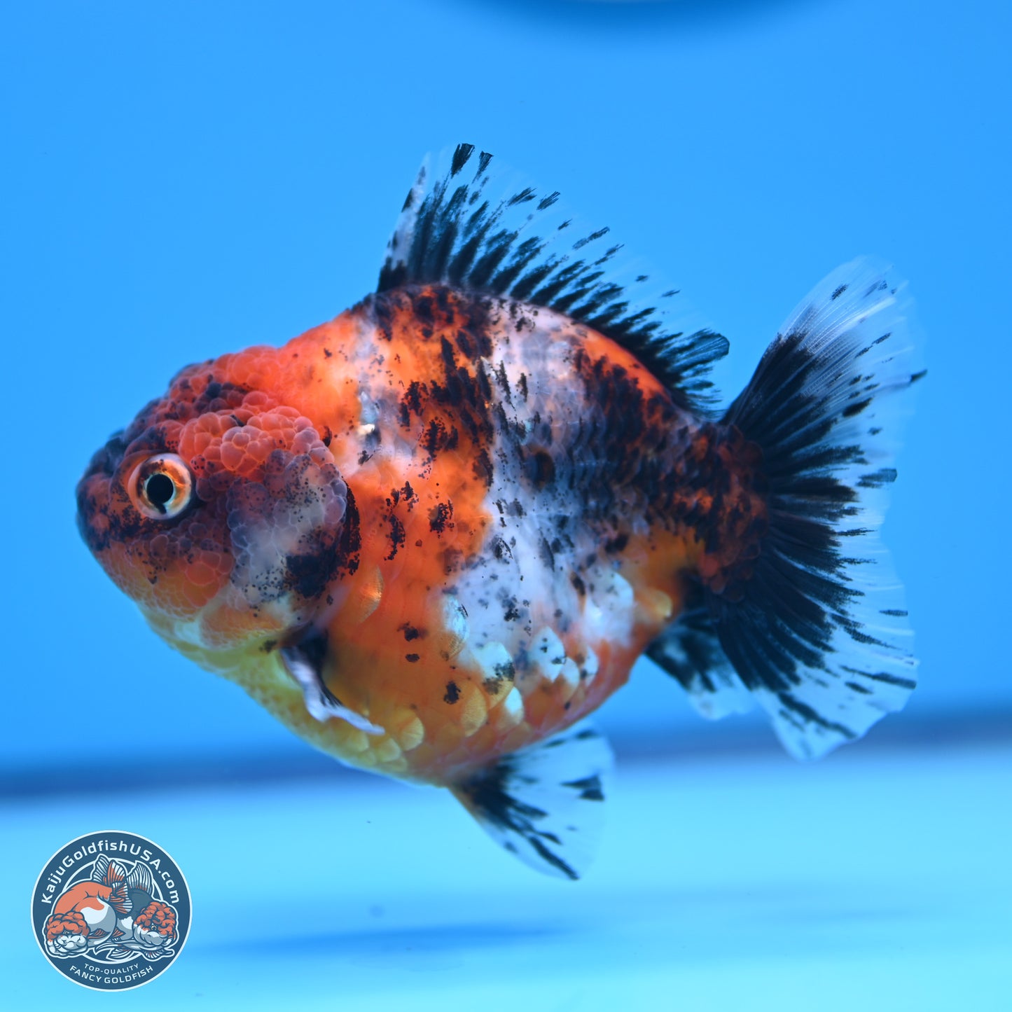 Shogun Calico Oranda 3.5-4.5 in (241011_OR07) - Kaiju Goldfish USA