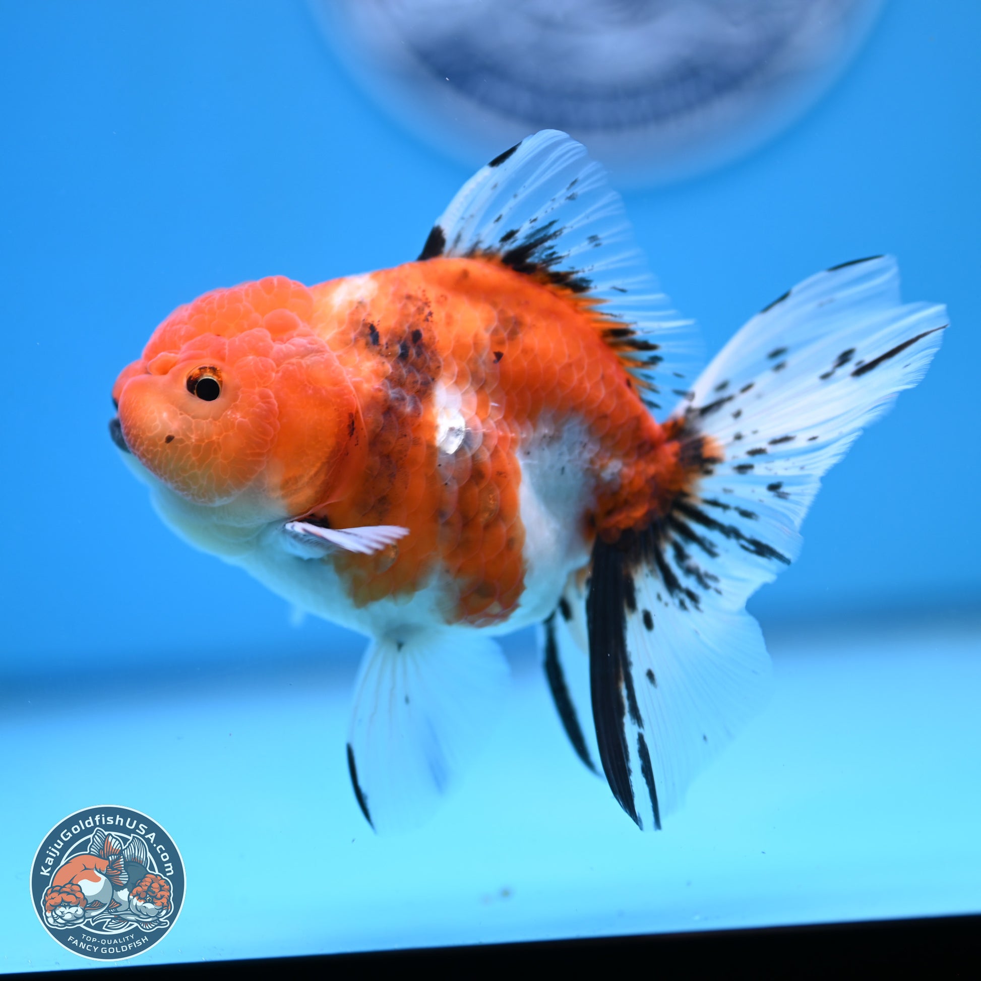 Shogun Tricolor Sakura Rose Tail Oranda 3.5in Body (240802_OR07) - Kaiju Goldfish USA