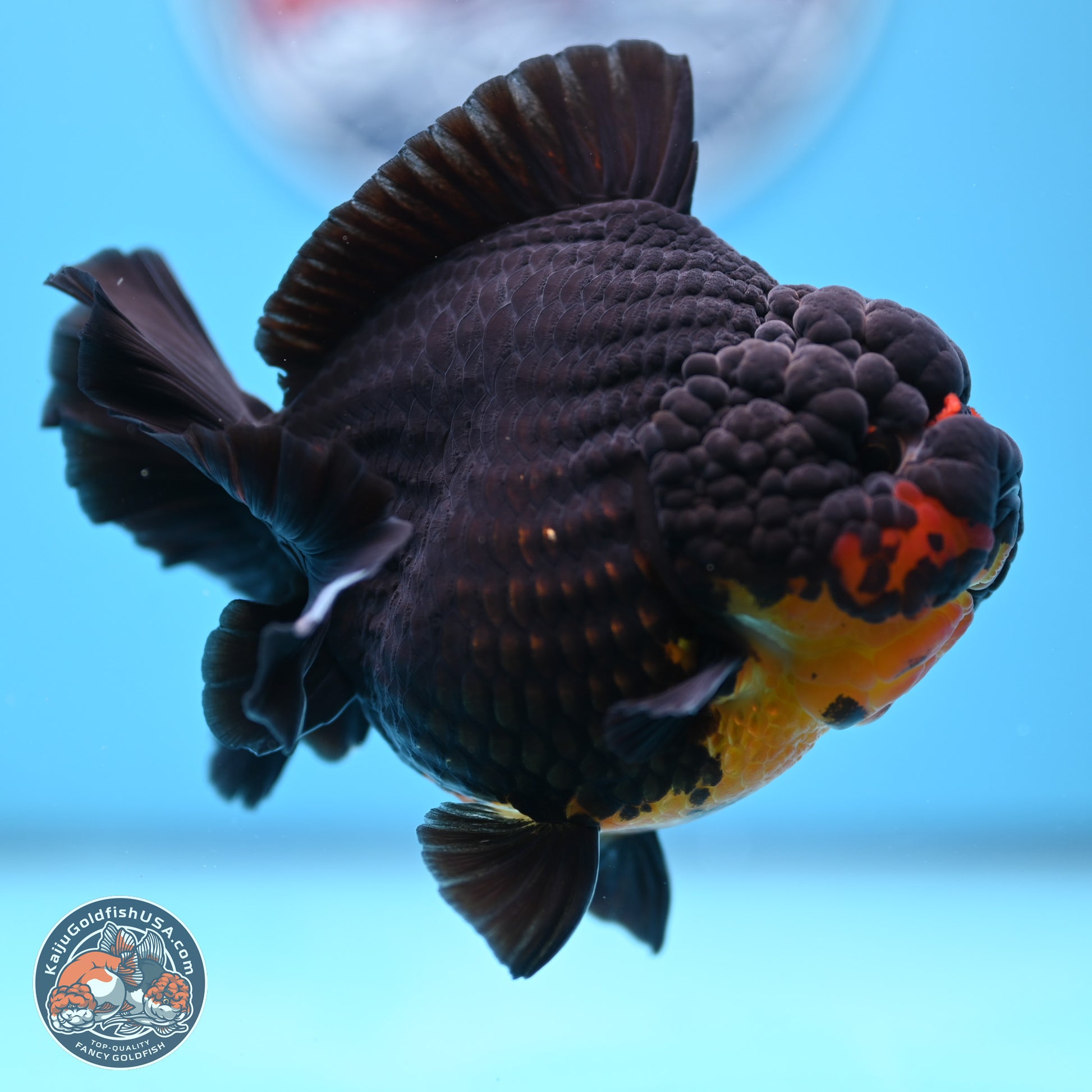 Apache YuanBao Oranda 5 inches (241025_OR07) - Kaiju Goldfish USA