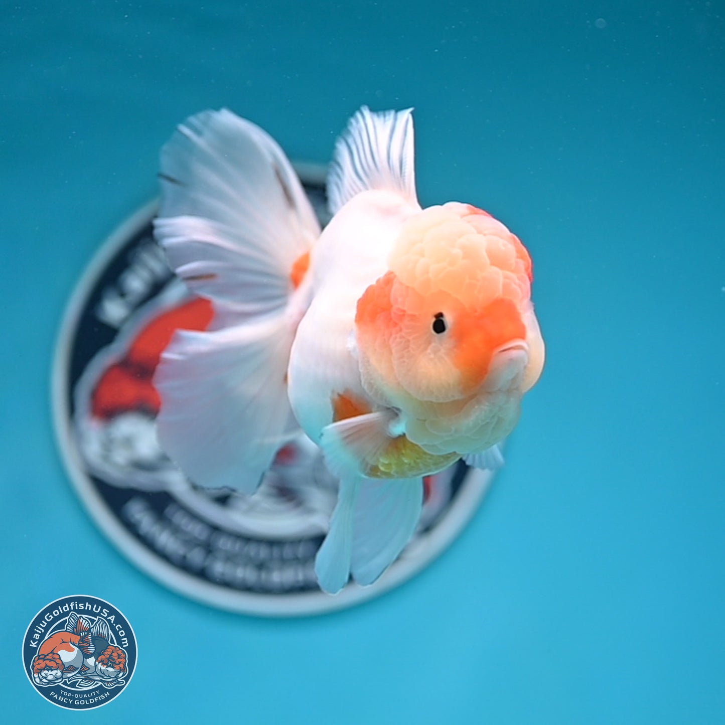 Sakura Rose Tail Oranda 3.5 inches Body - Female (250404_OR07)