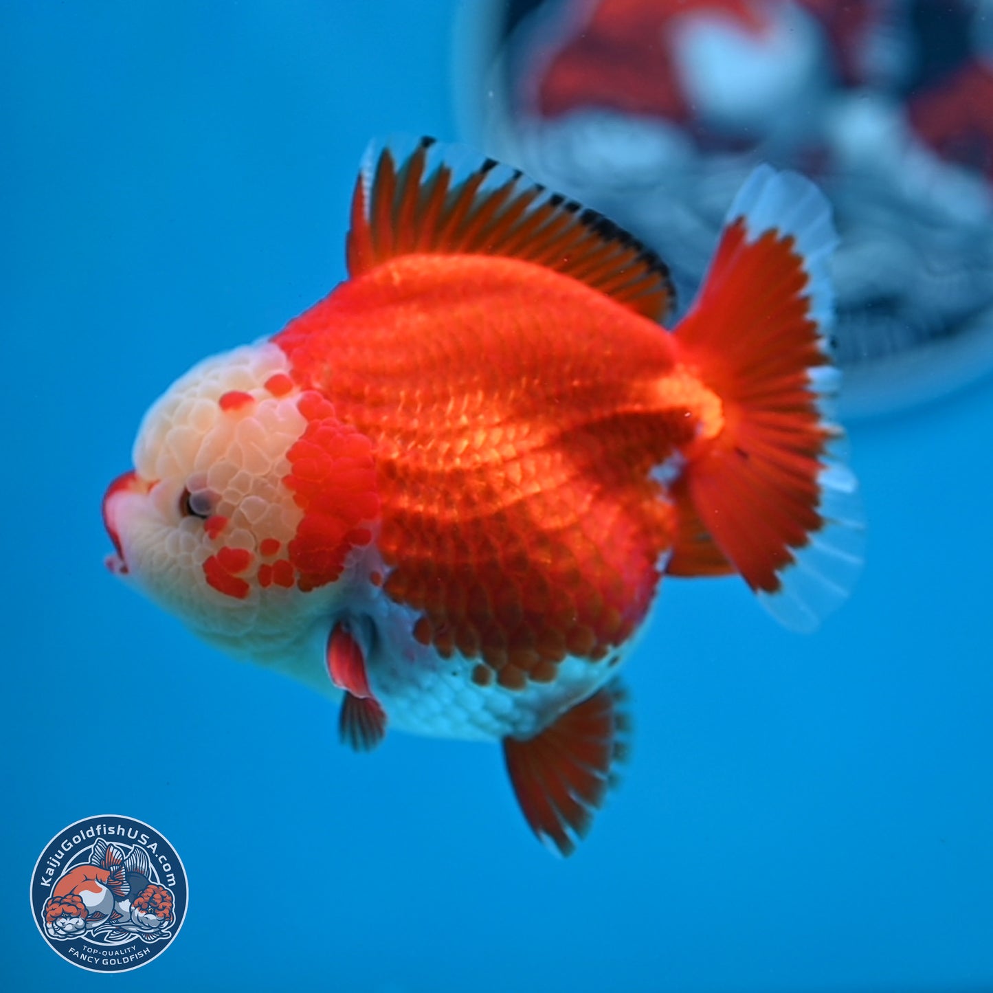 Jade Head Red White YuanBao Oranda 3.5 inches Body - Female (250214_OR07)